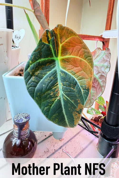 4 in Rose gold/Salmon Black Velvet Alocasia