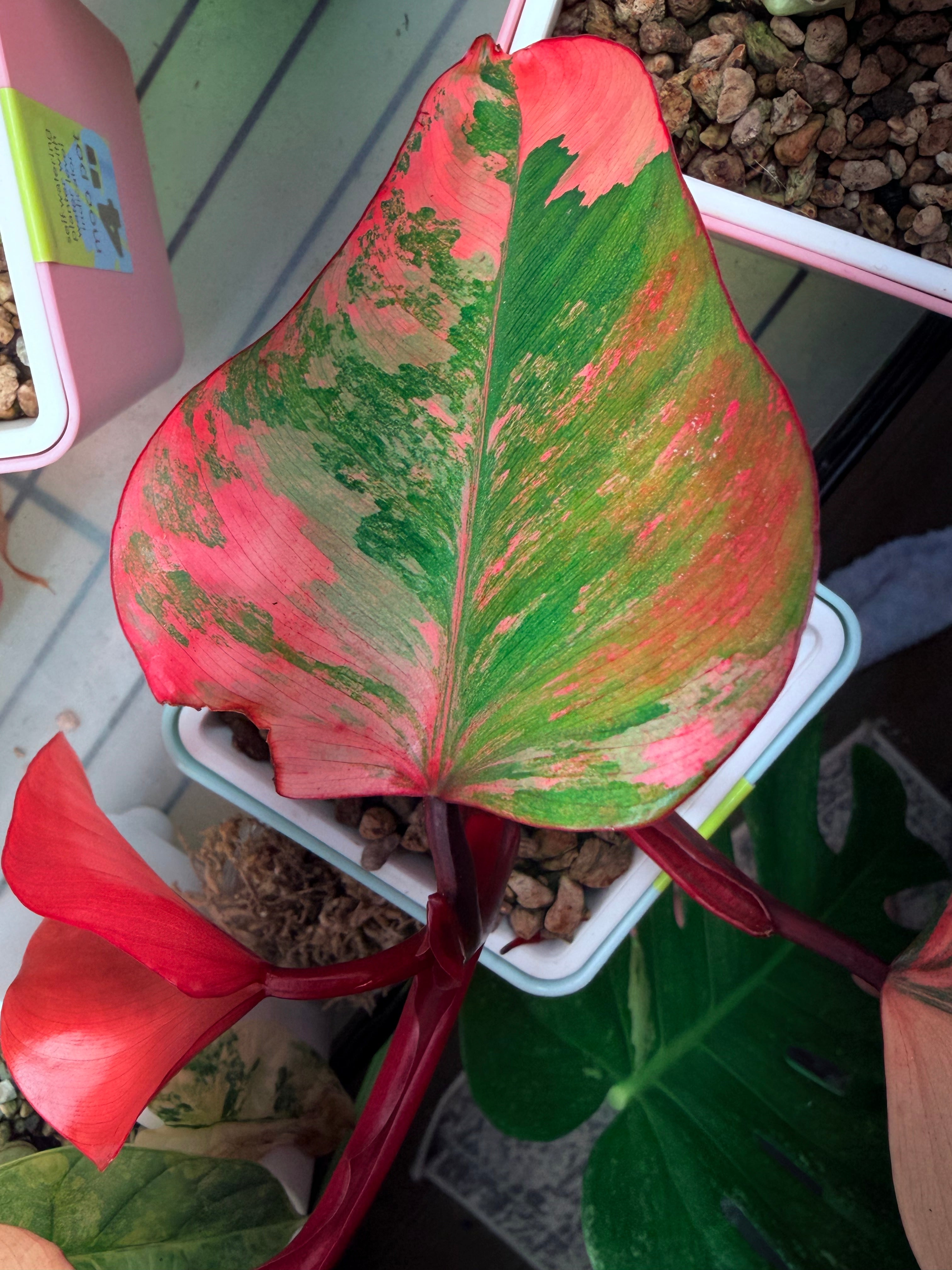 Philodendron 'Strawberry Shake'