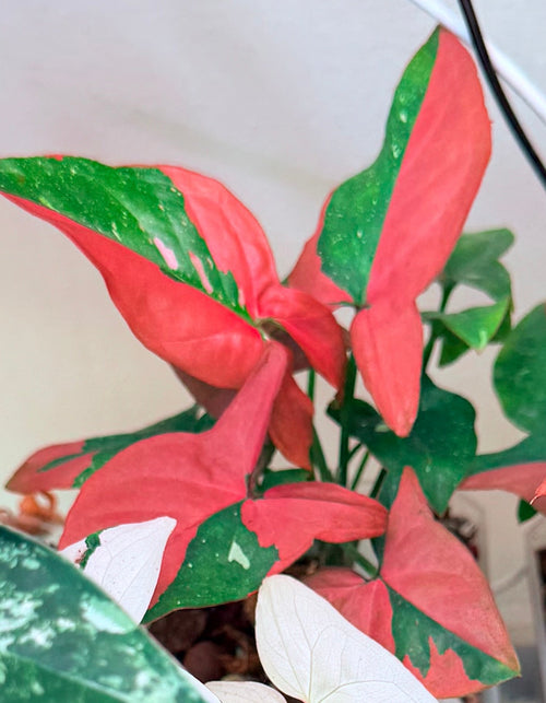 4in Syngonium Red Spot Tricolor