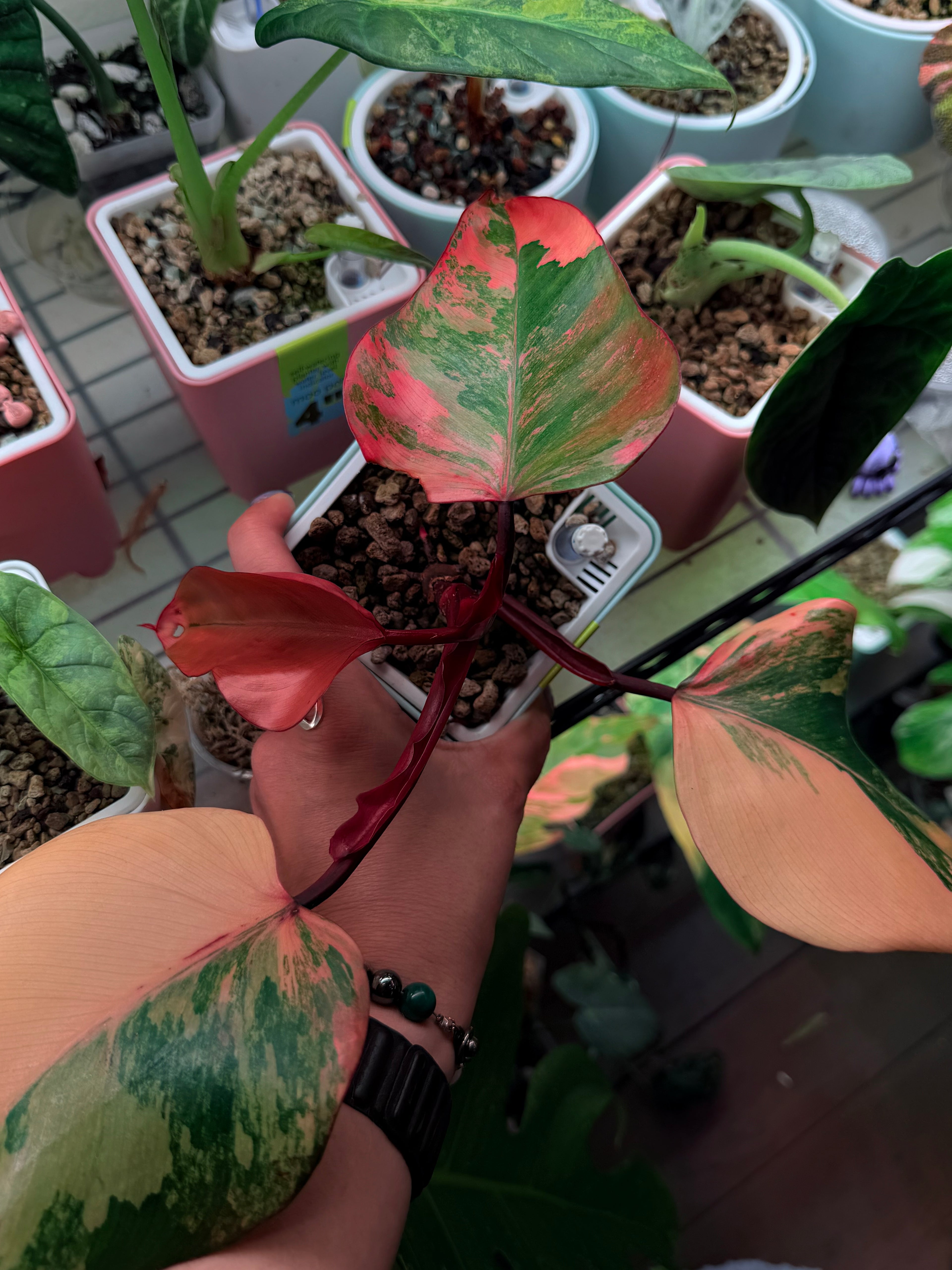 Philodendron 'Strawberry Shake'