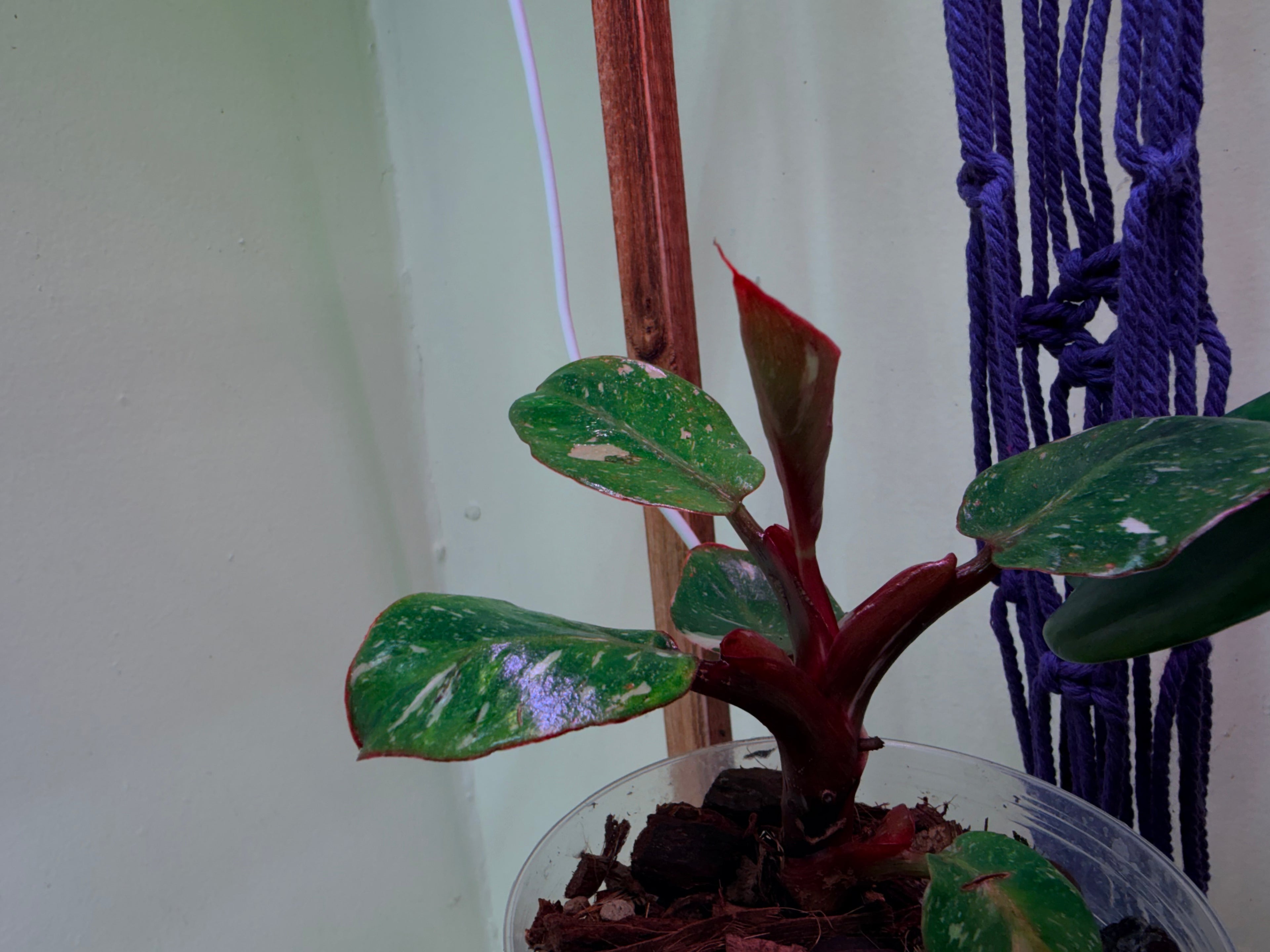 Philodendron White Knight