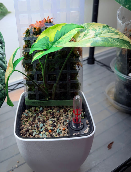 4in Syngonium 'Aurea Variegatum'