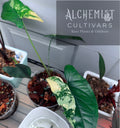 Syngonium 'Aurea Variegatum'