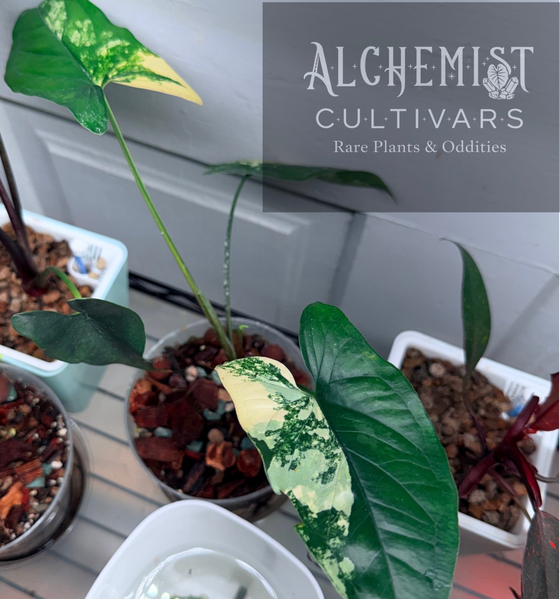 Syngonium 'Aurea Variegatum'