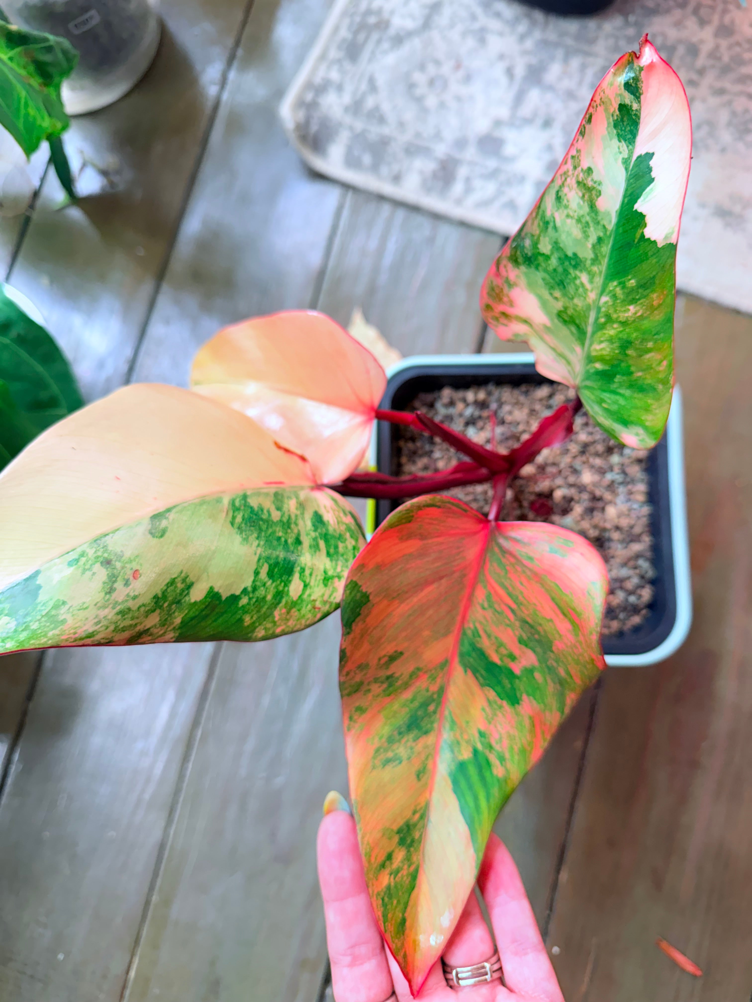 Philodendron 'Strawberry Shake'