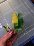 Variegated Burl Marx Philodendron | top cutting