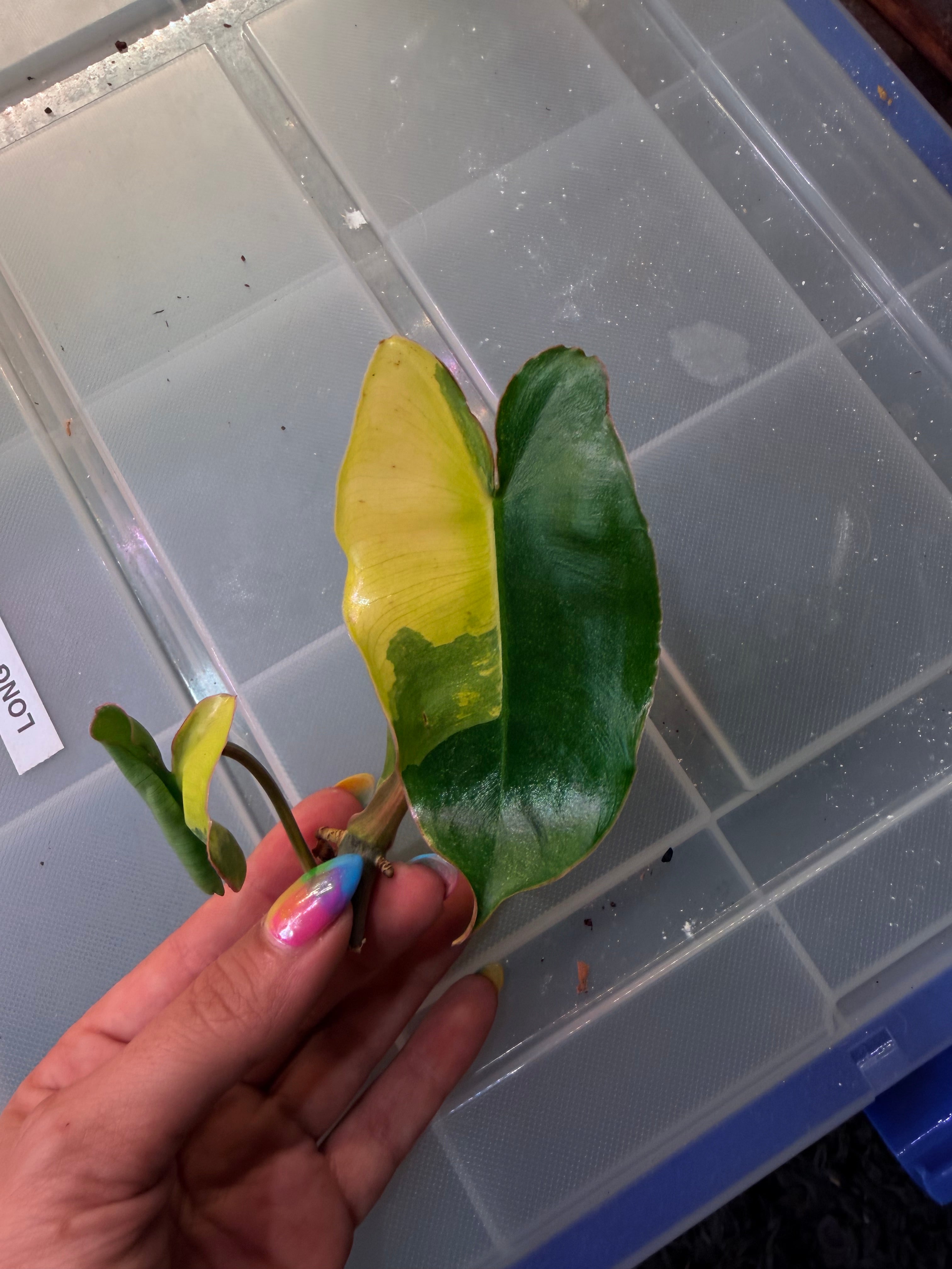 Variegated Burl Marx Philodendron | top cutting
