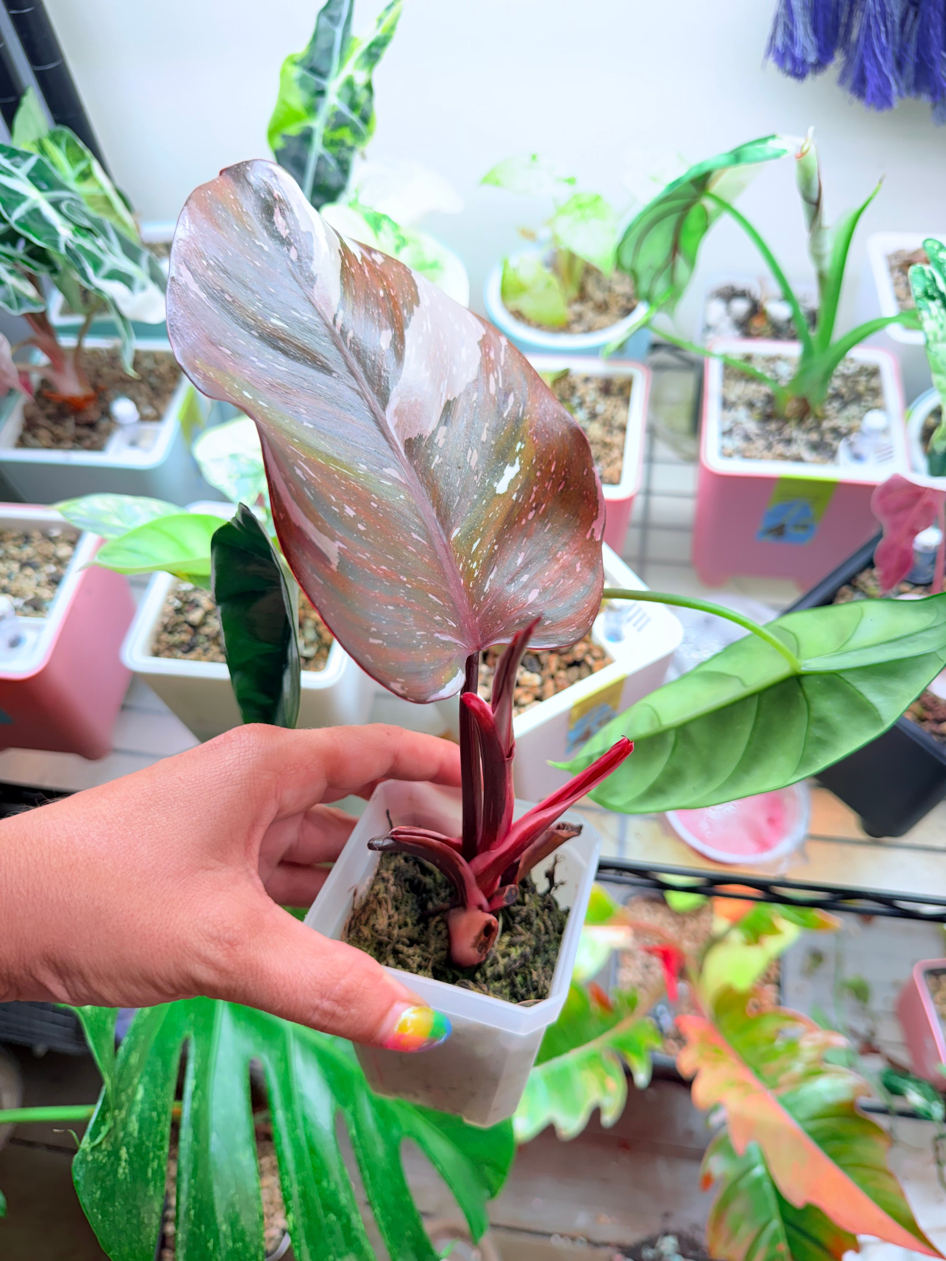 Highly Variegated Red Anderson | Established Cuttings