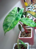 Alocasia Pink Dragon Aurea | ‘Chloe’ Lineage | corm only