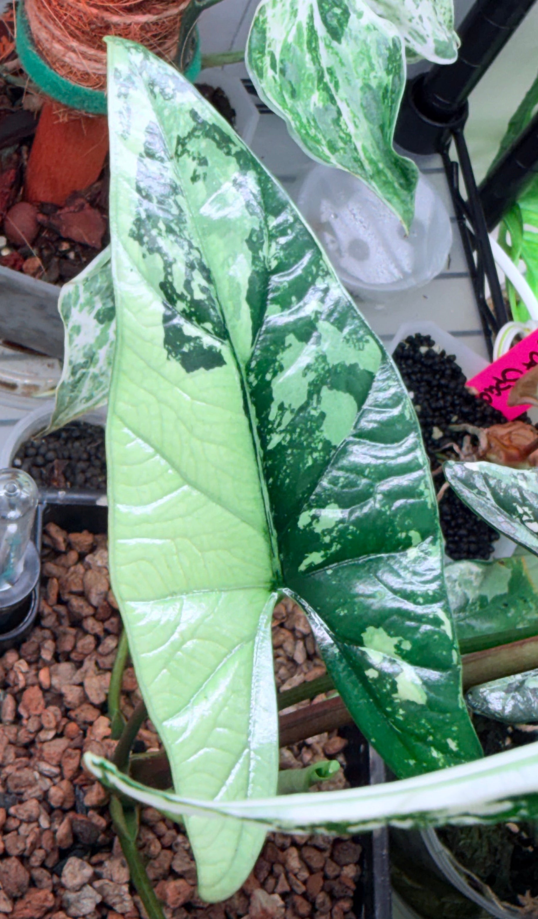 Variegated Simpo Albo Alocasia | Corm ONLY