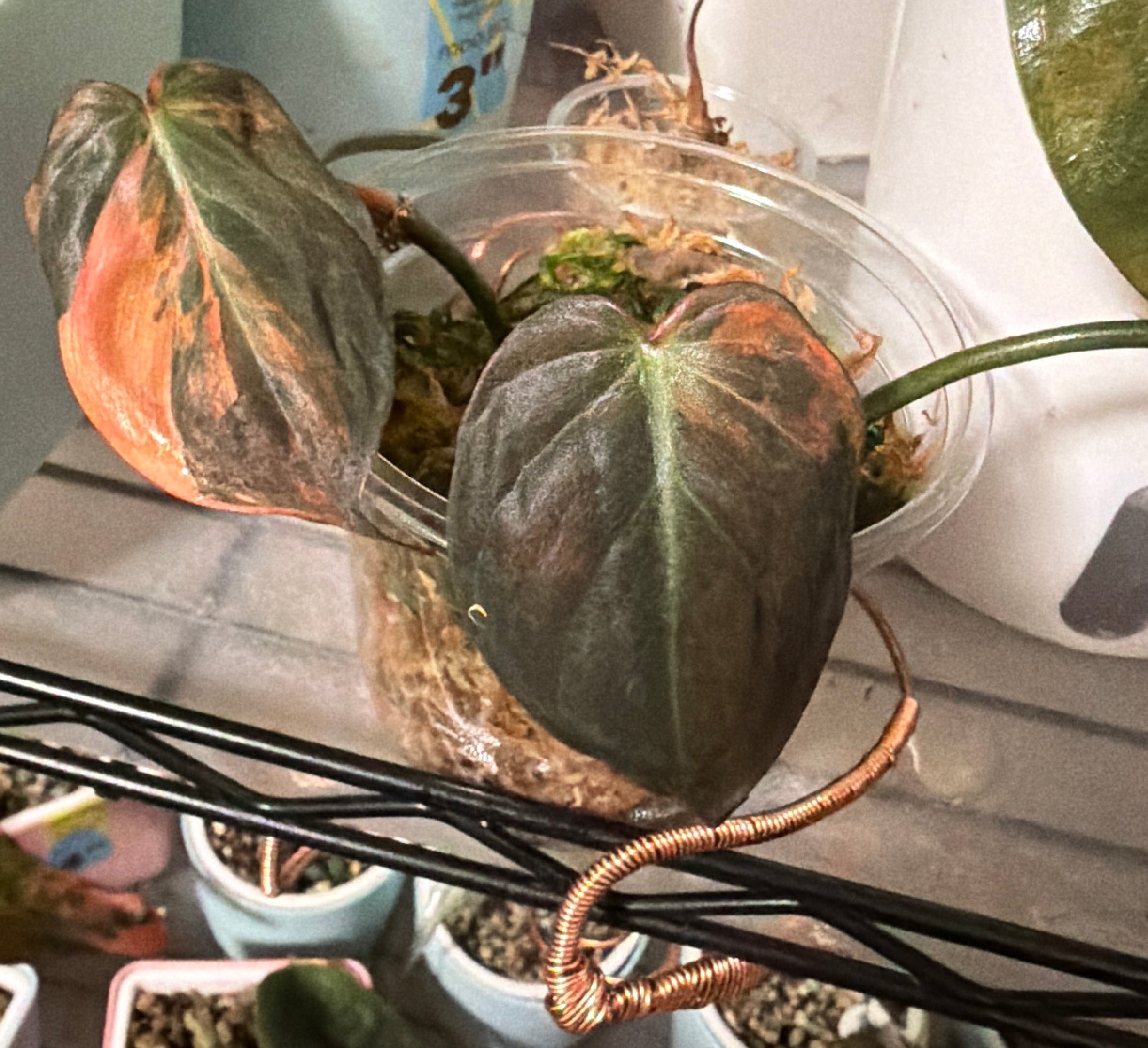 Variegated Orange/Copper Mican Top Cut