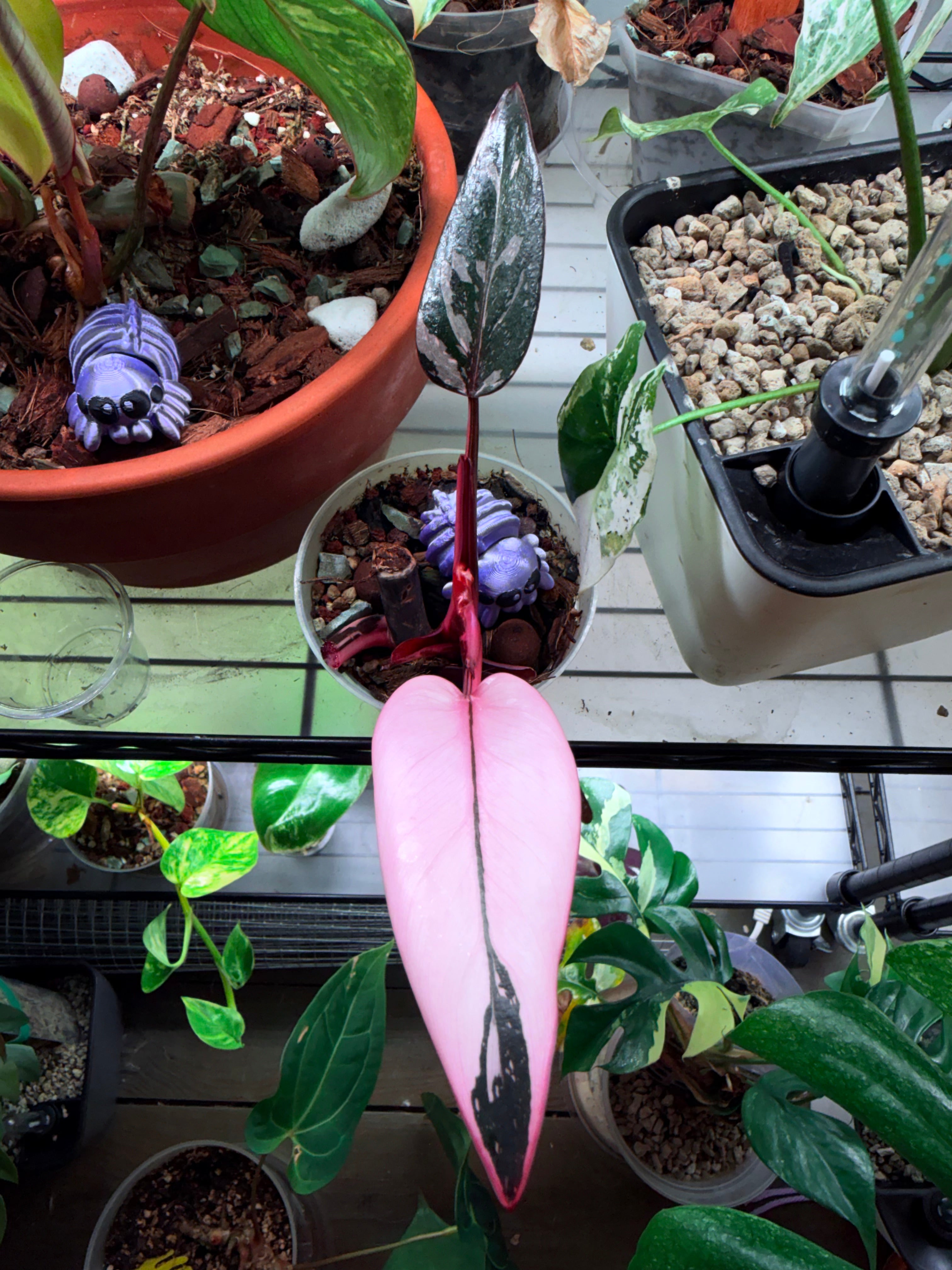 Highly Variegated Red Anderson | Established Cuttings