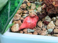 Highly Variegated Ninja | Corm ONLY