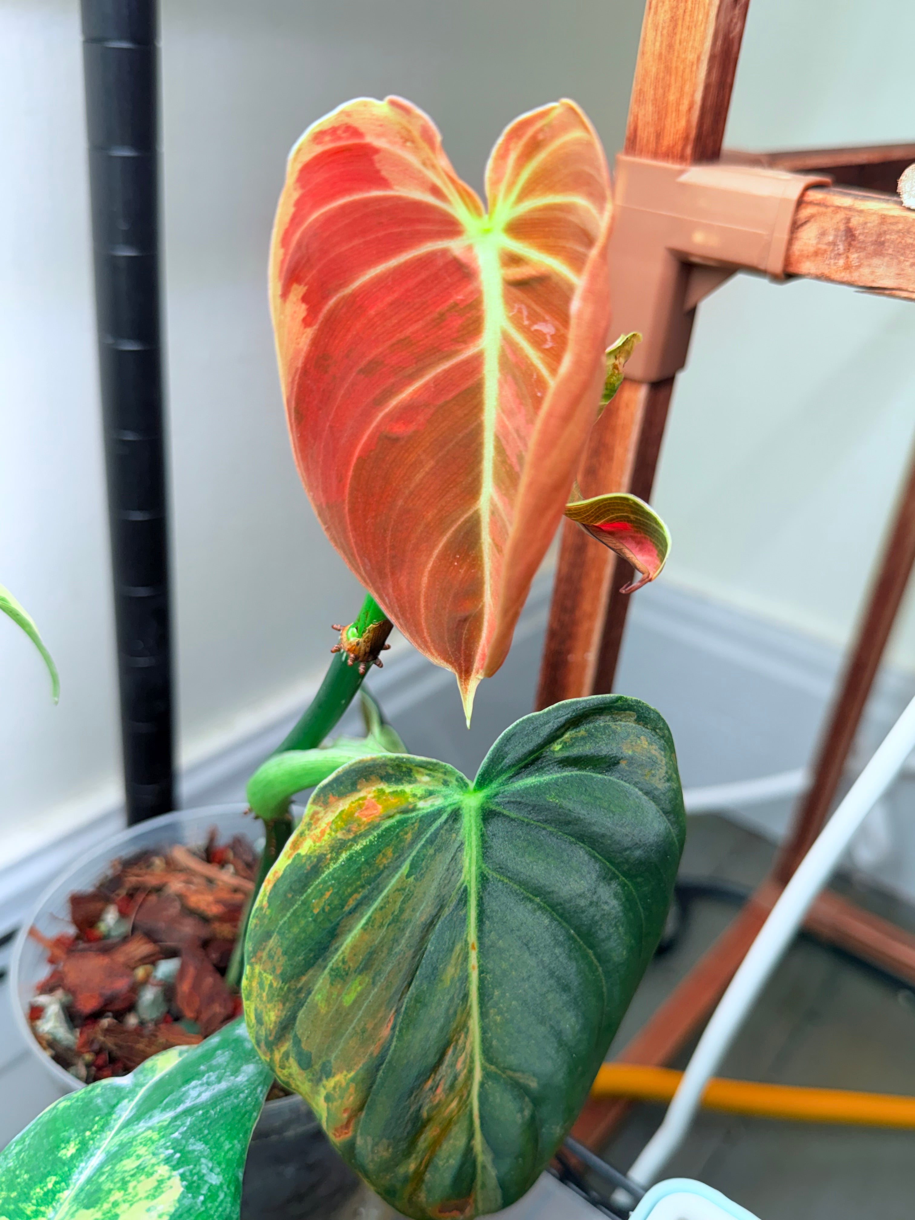 Philodendron Melanochrysum | Orange/Bronze Variegated established cutting