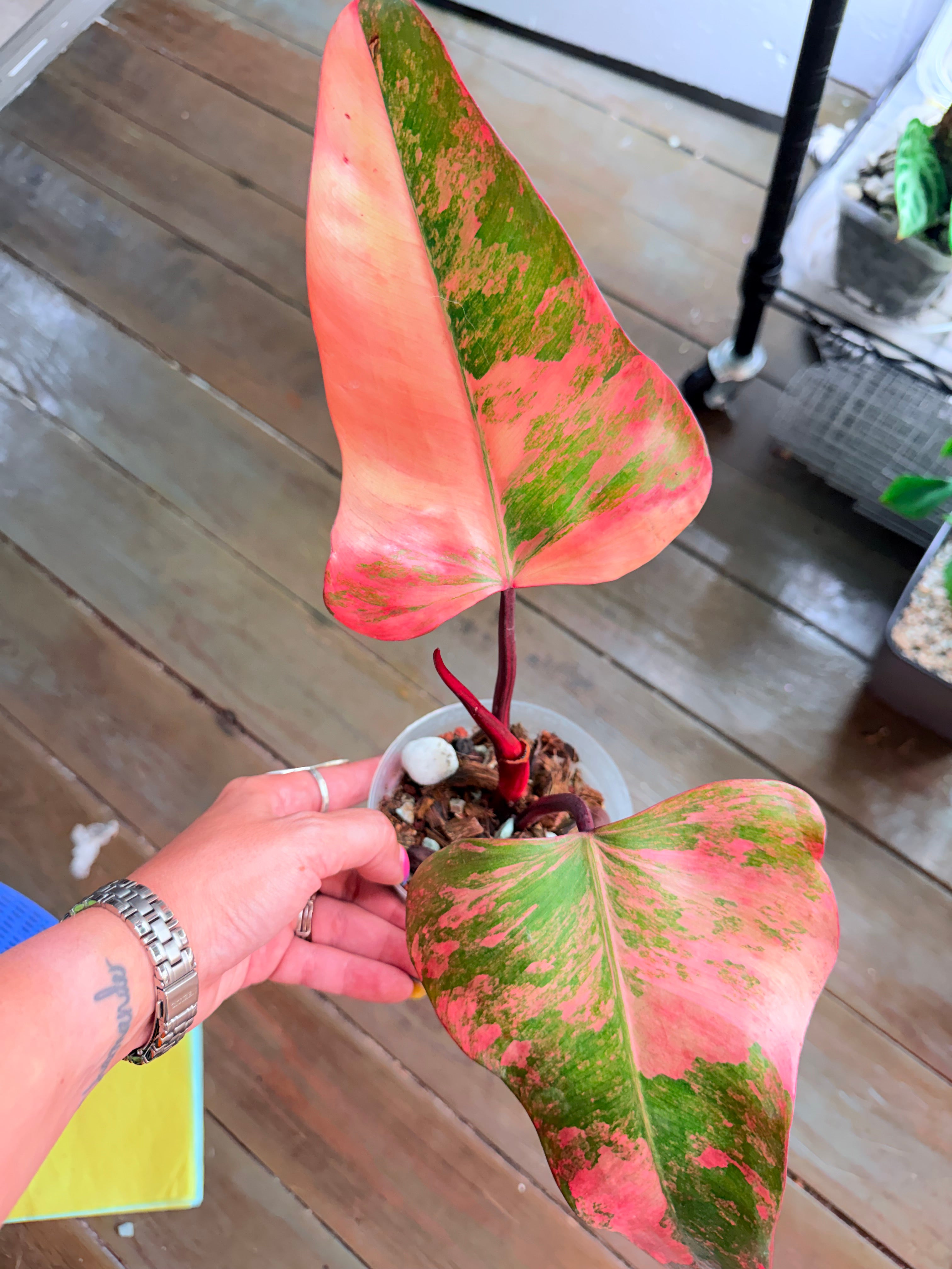 Philodendron 'Strawberry Shake'