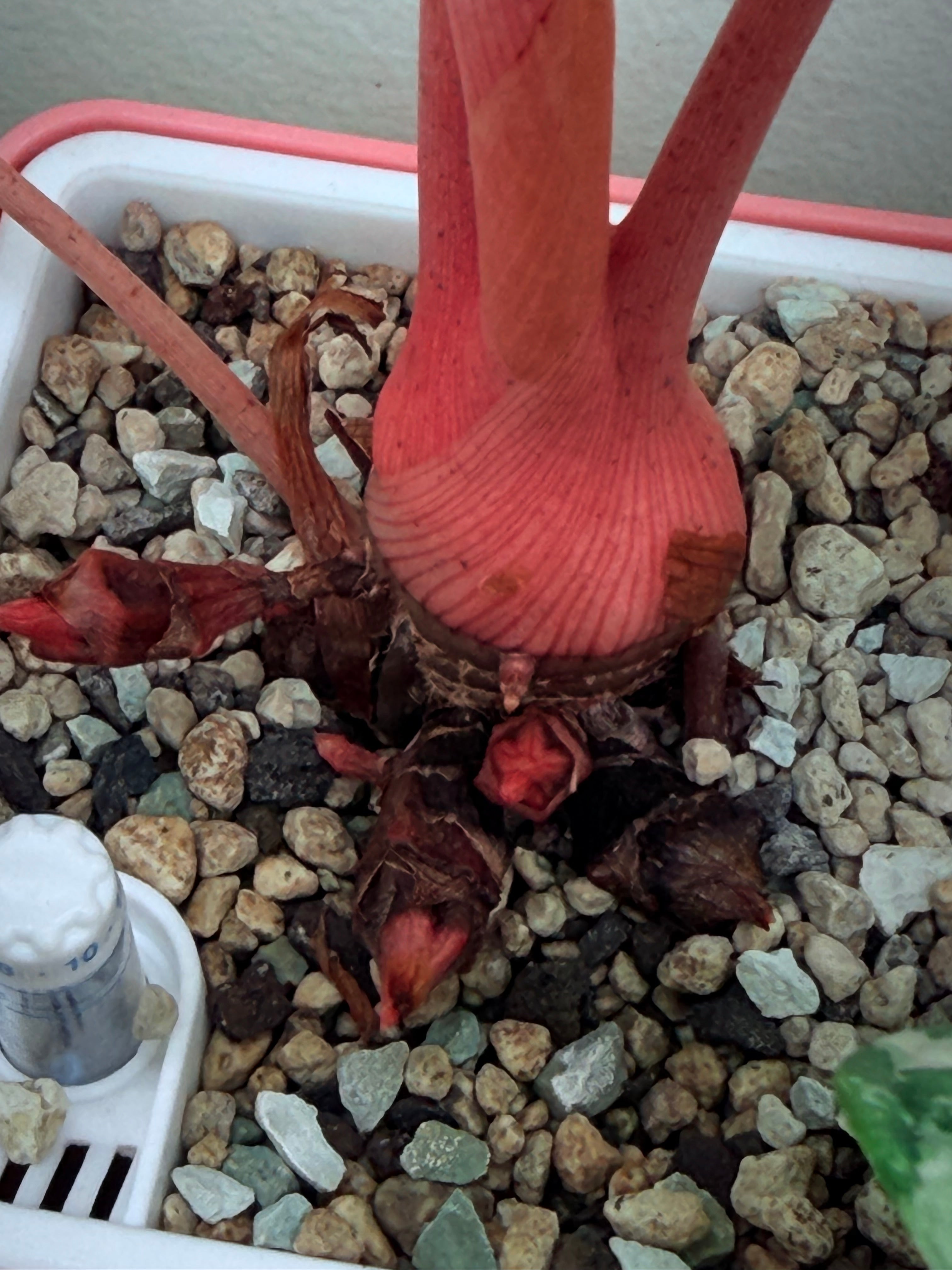 Alocasia Pink Dragon Aurea  | corm only