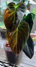 Philodendron Melanochrysum | Orange/Bronze Variegated established cutting