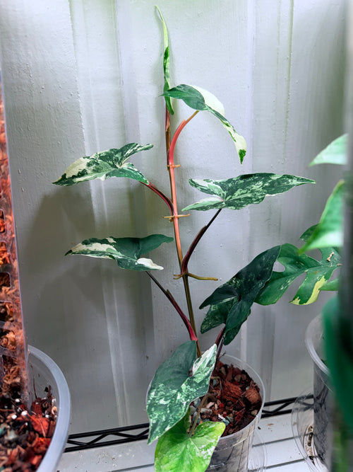 4in Syngonium 'Albo Variegatum'
