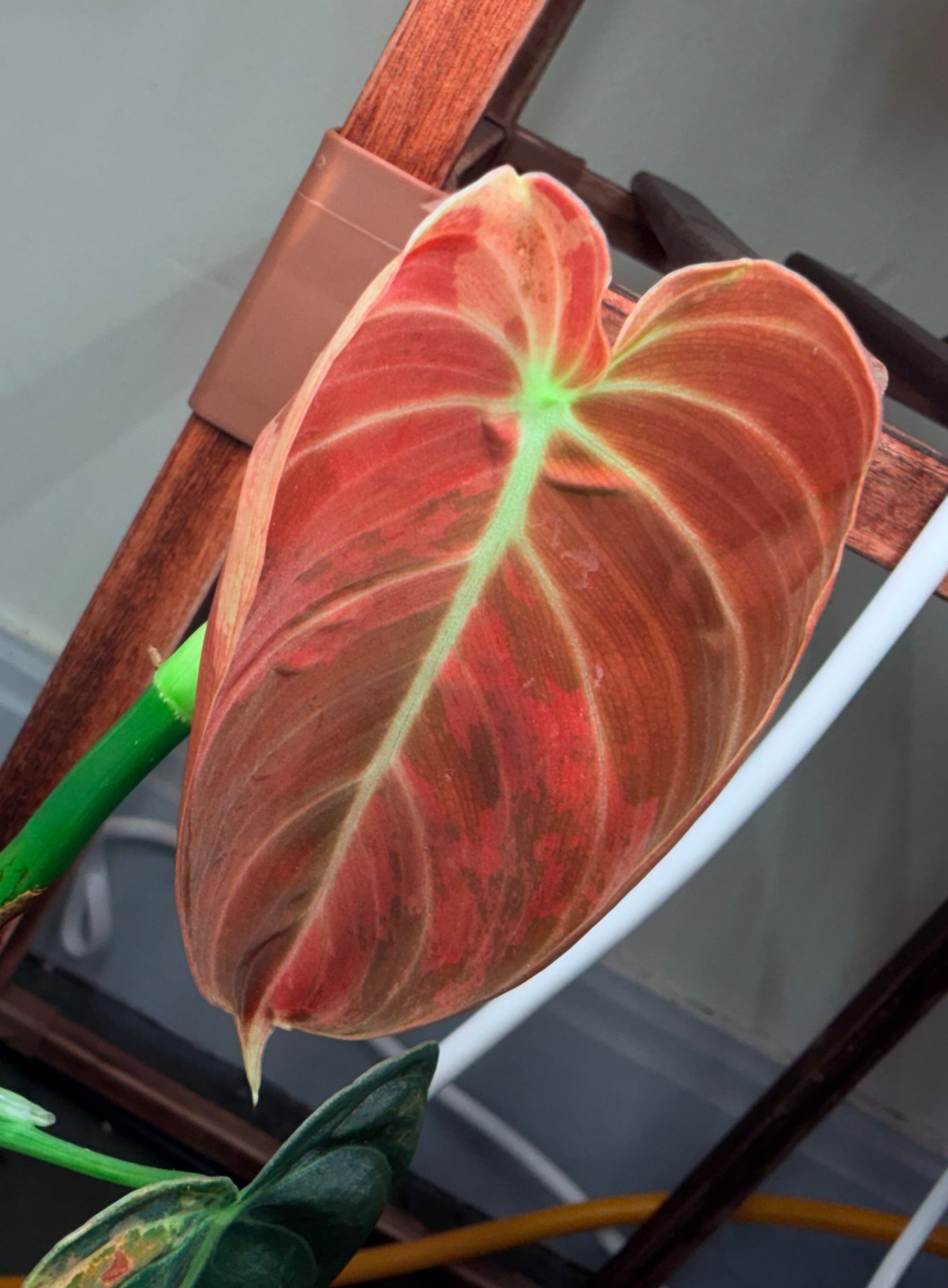 Philodendron Melanochrysum | Orange/Bronze Variegated established cutting