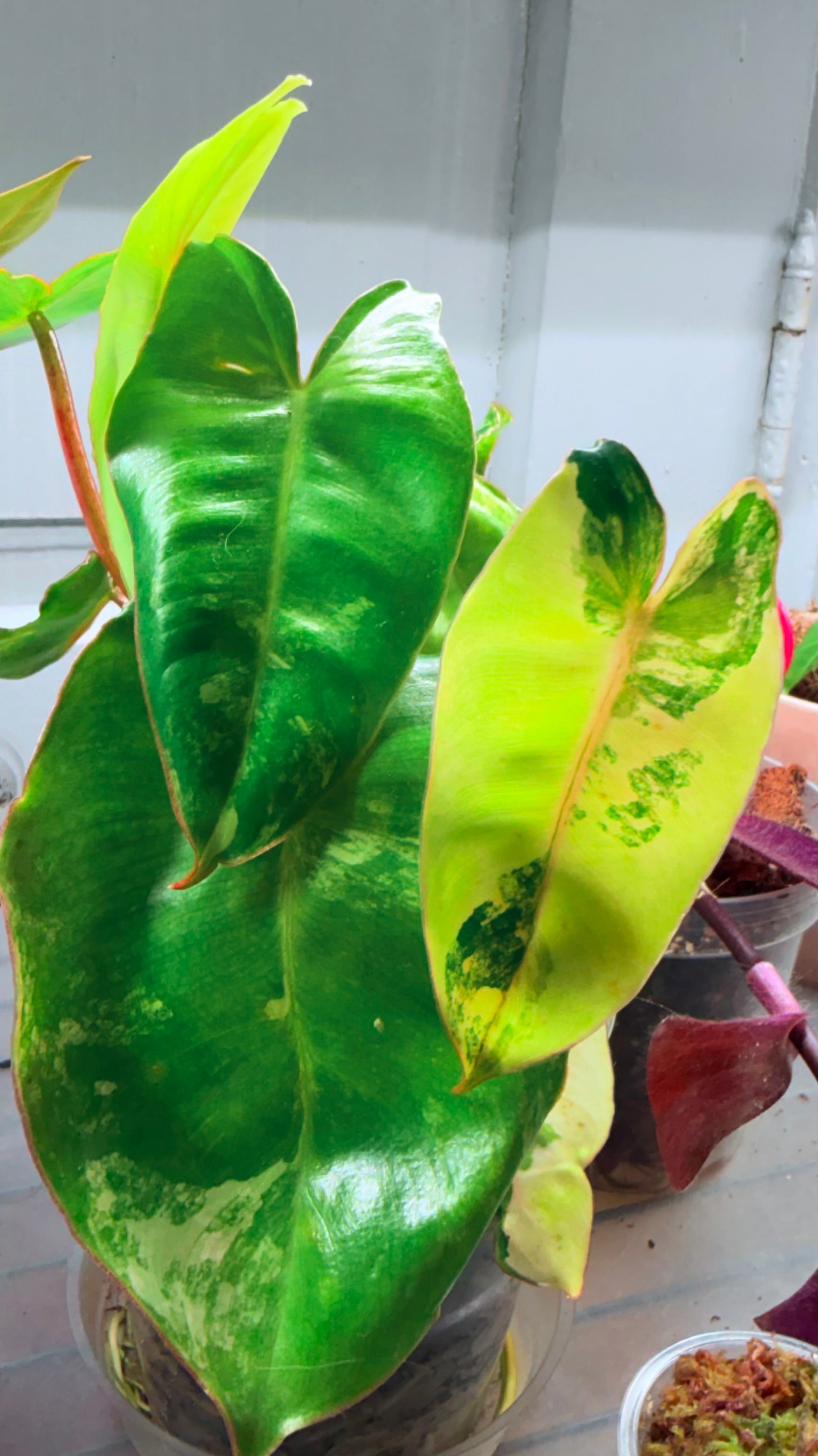 Variegated Burl Marx Philodendron