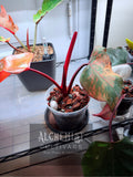 Philodendron 'Strawberry Shake'
