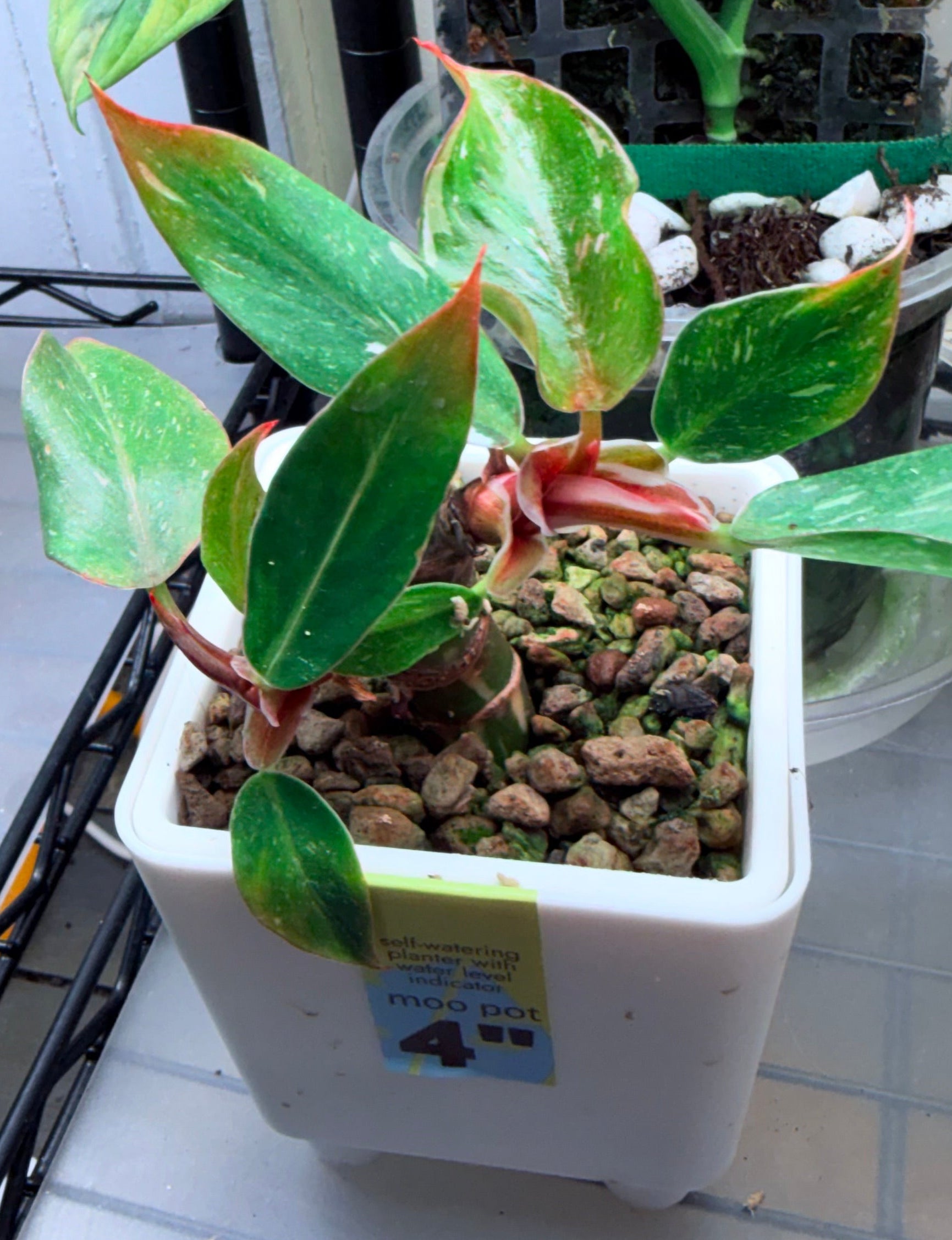Philodendron White Knight