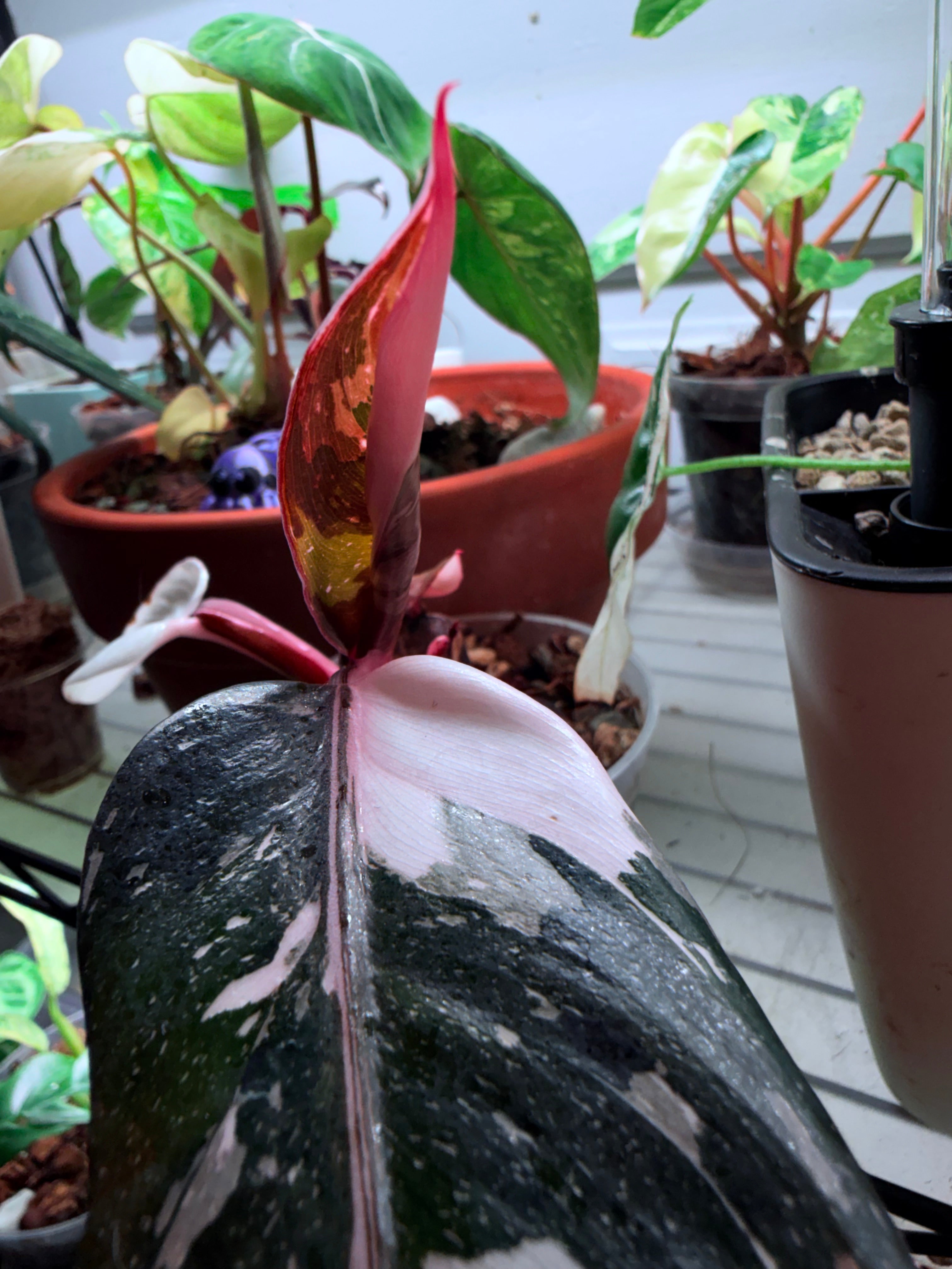 Highly Variegated Red Anderson | Established Cuttings