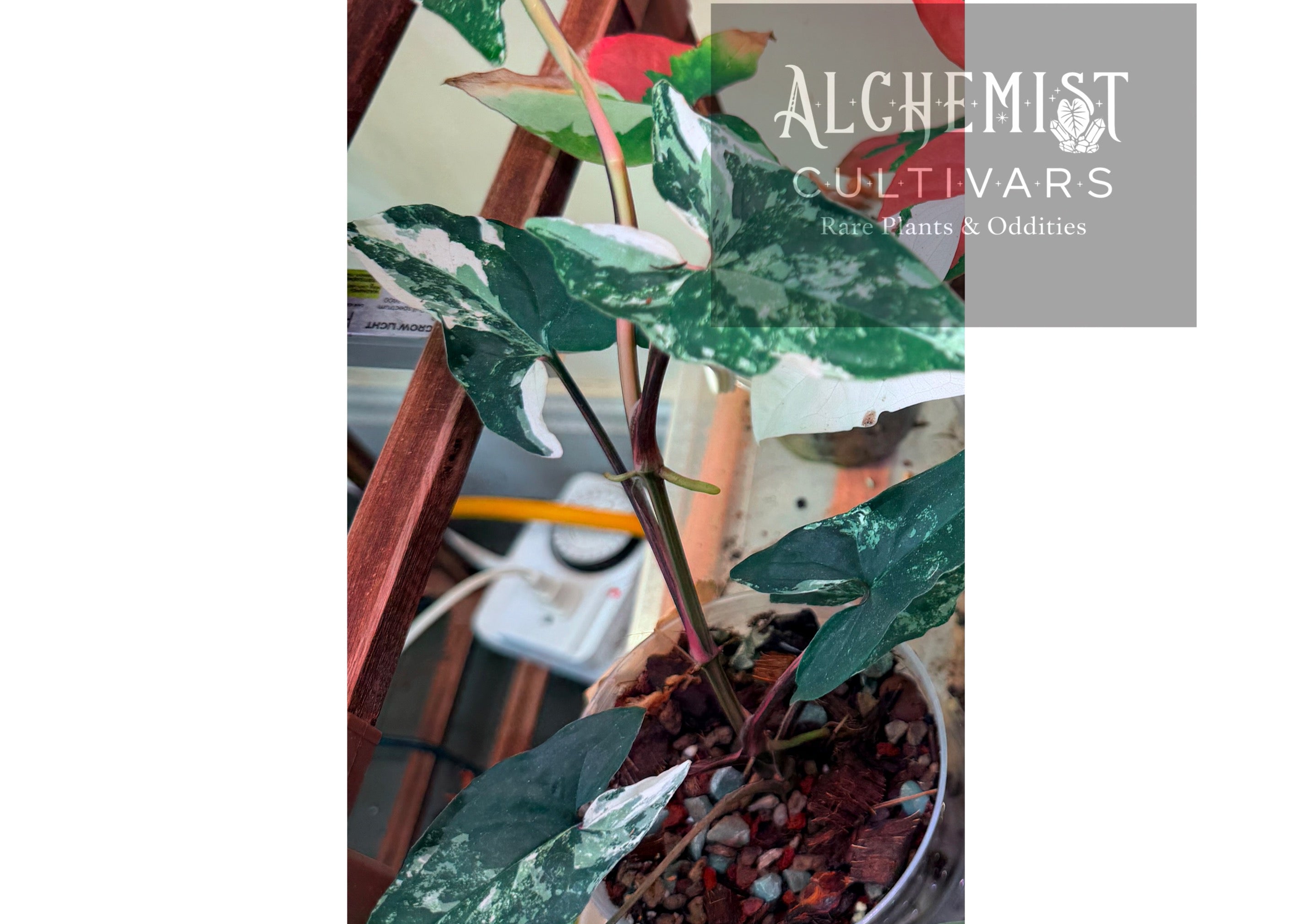Syngonium 'Albo Variegatum'