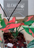 4in Syngonium Red Spot Tricolor