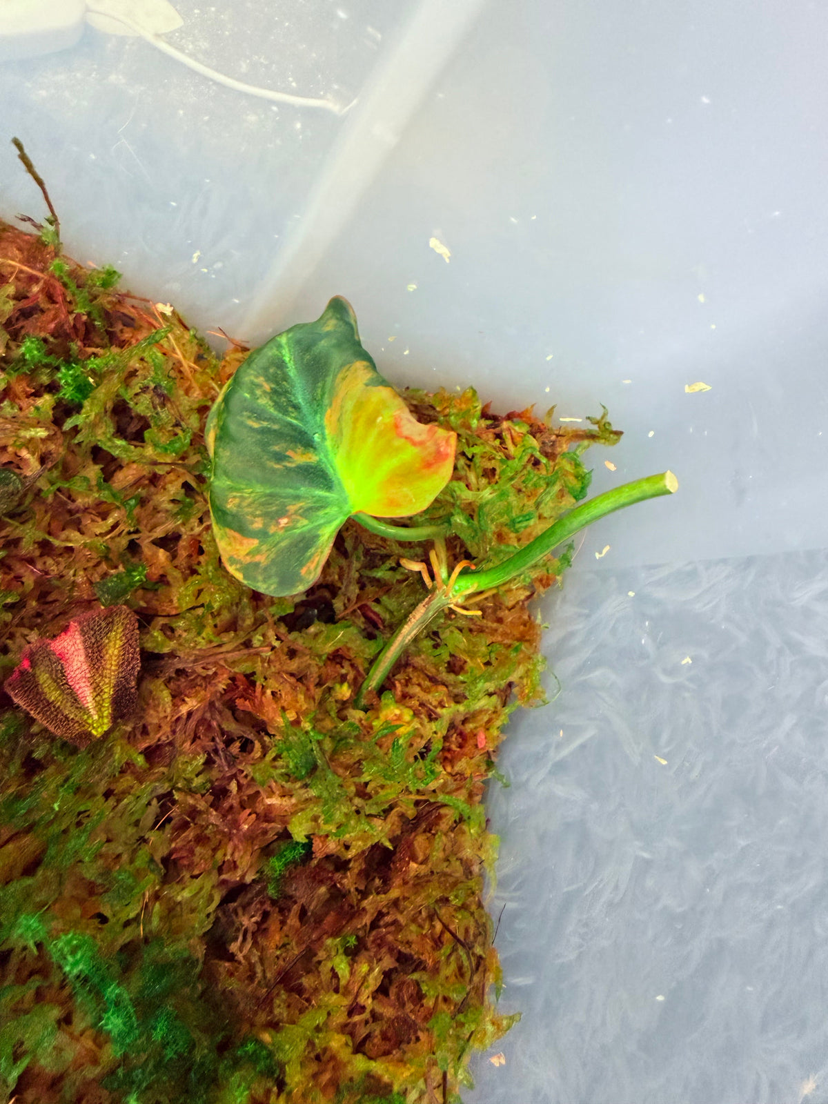 Variegated Orange/Copper Mican rooted mid cut