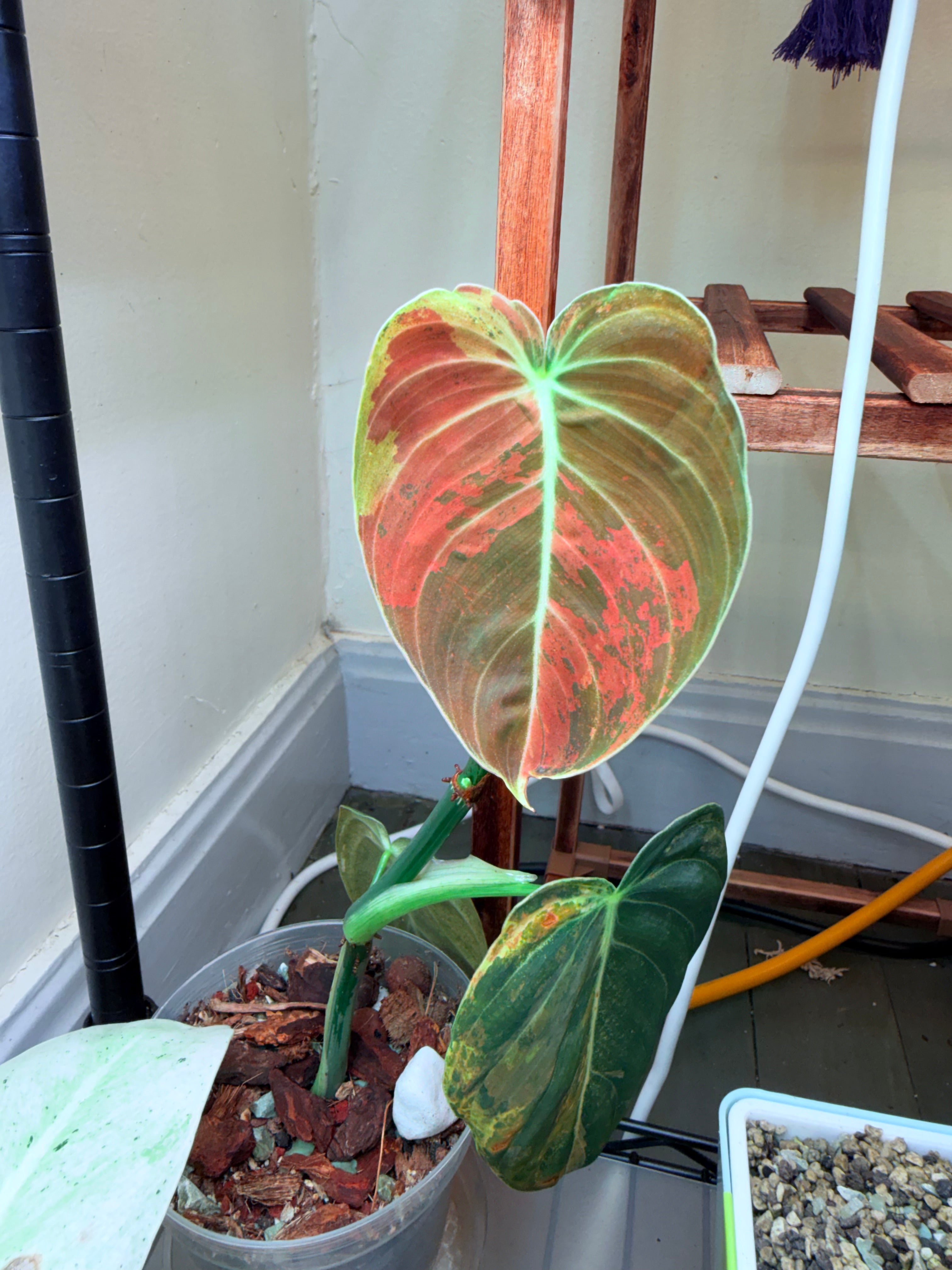Philodendron Melanochrysum | Copper/Orange/Bronze Variegated established cutting