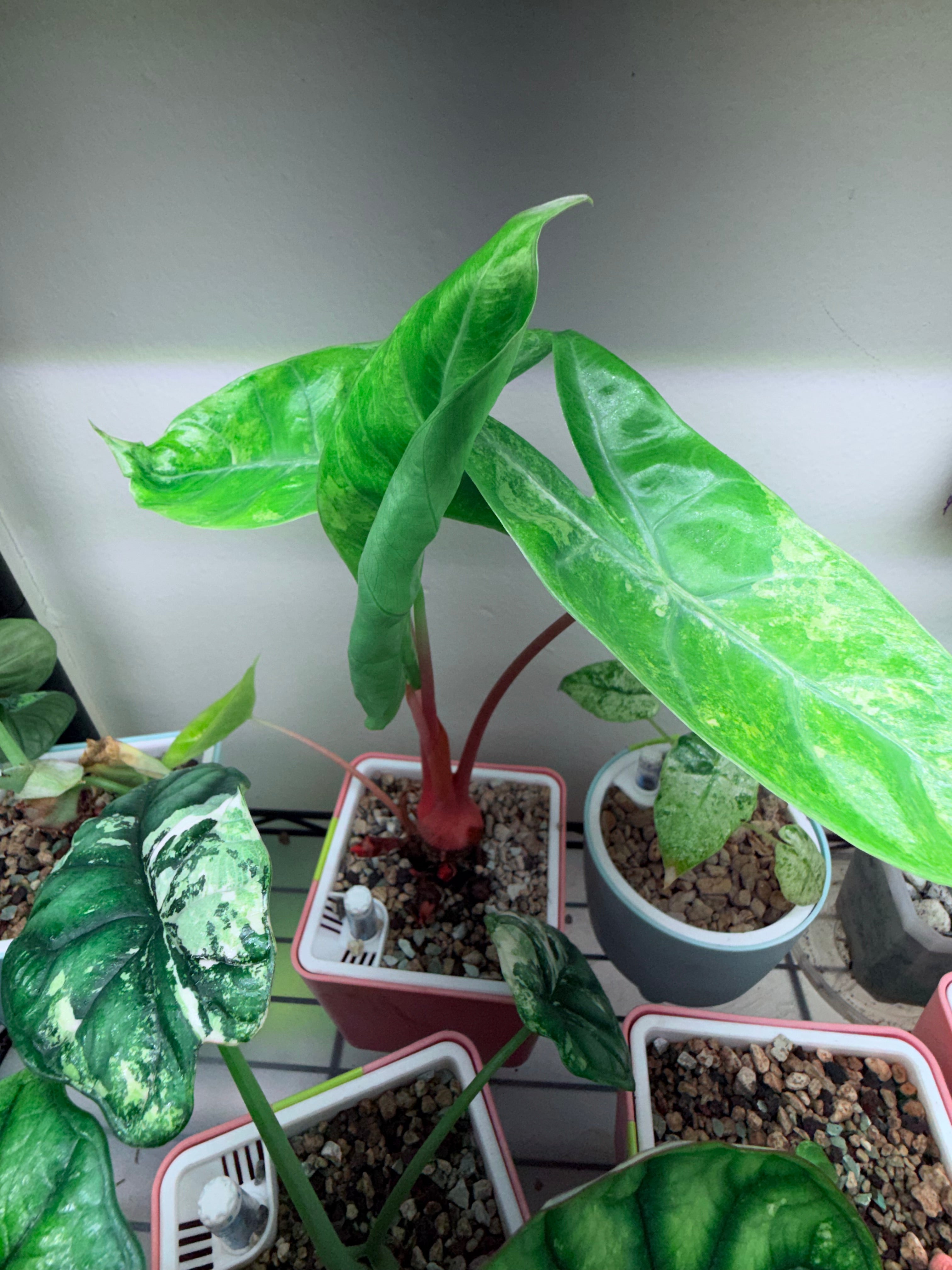 Alocasia Pink Dragon Aurea  | corm only