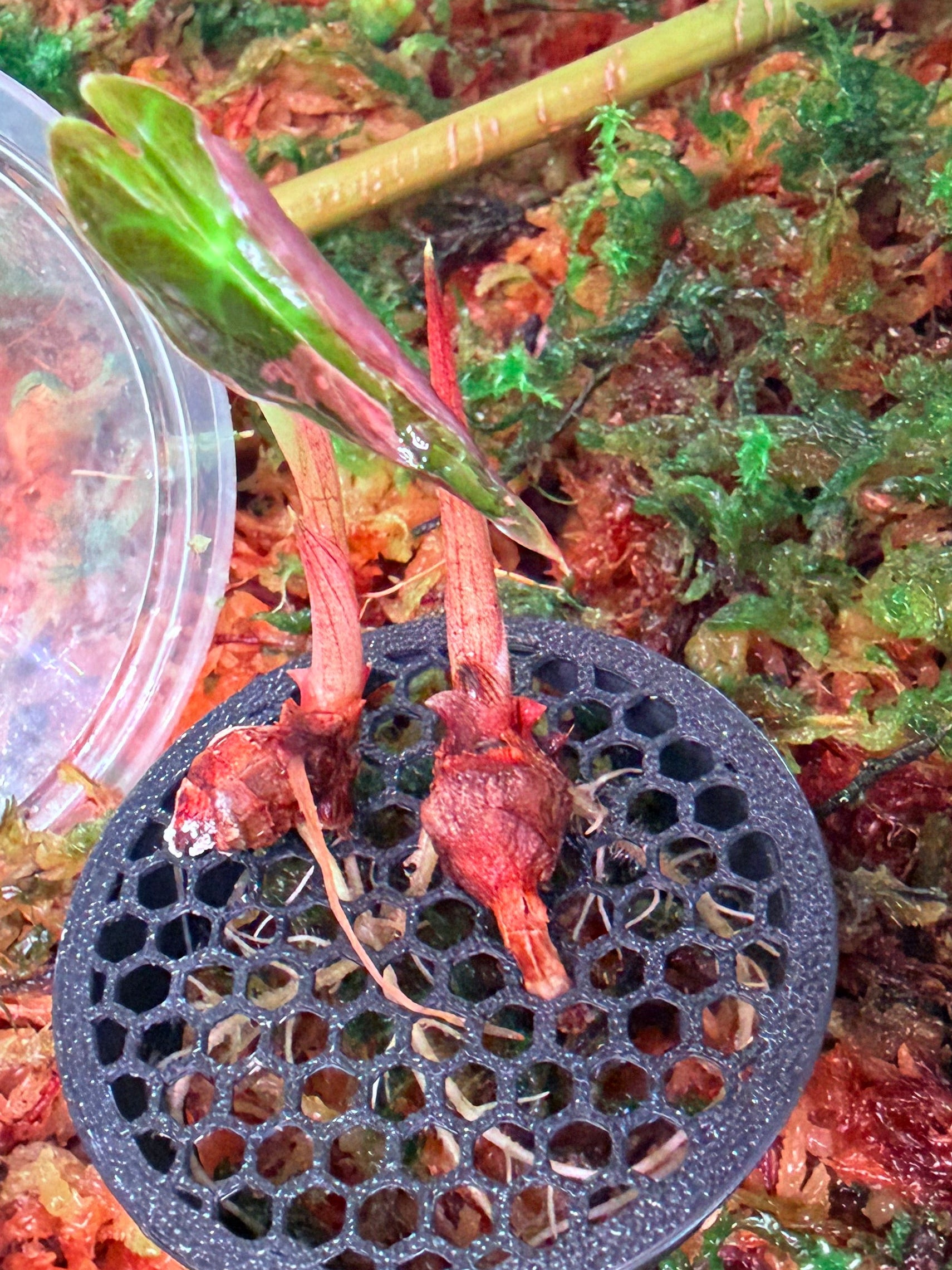 Alocasia Pink Nobilis “K” | Corm ONLY