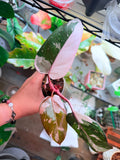 Highly Variegated Red Anderson | Established Cuttings