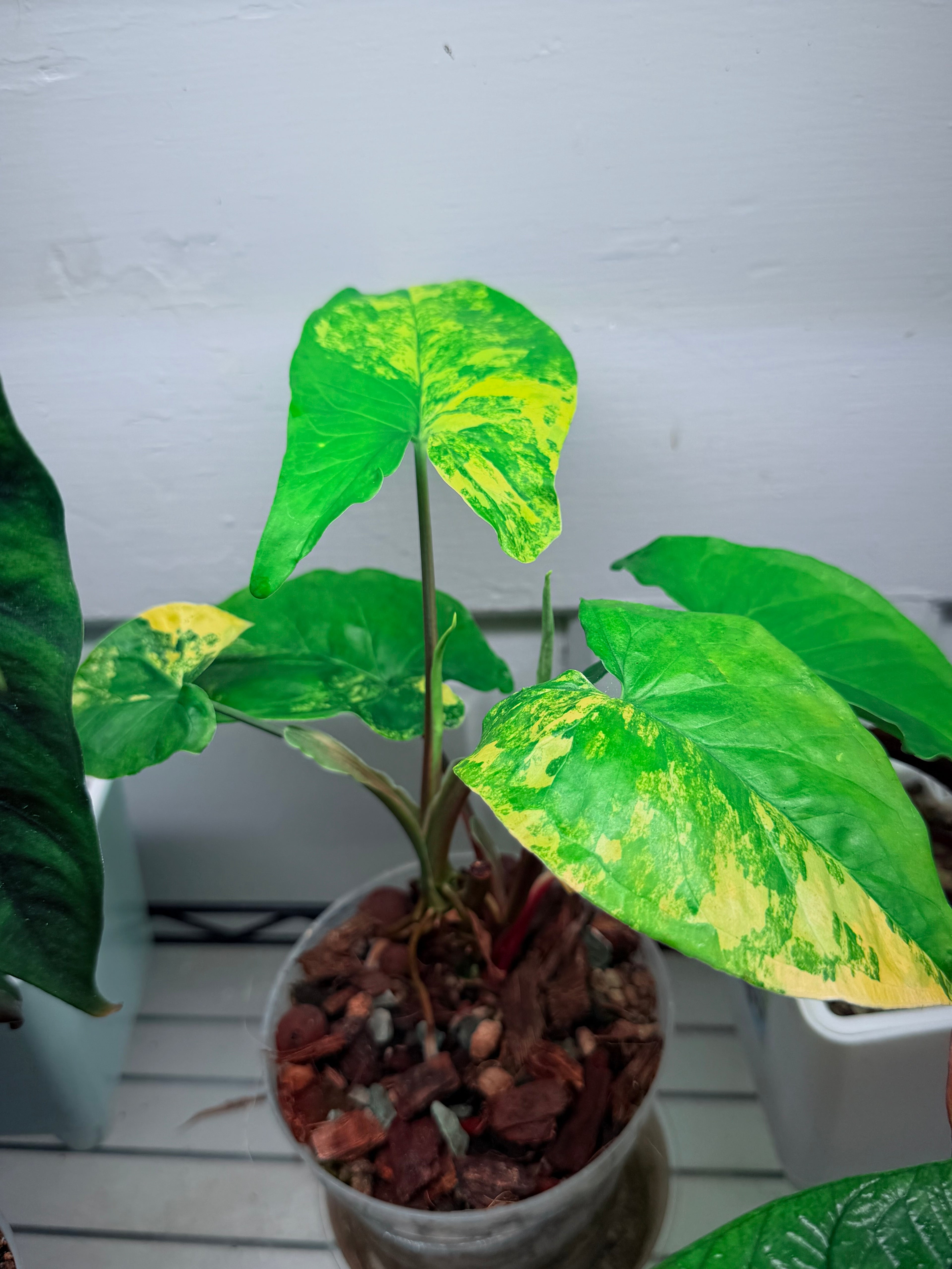 Syngonium 'Aurea Variegatum'