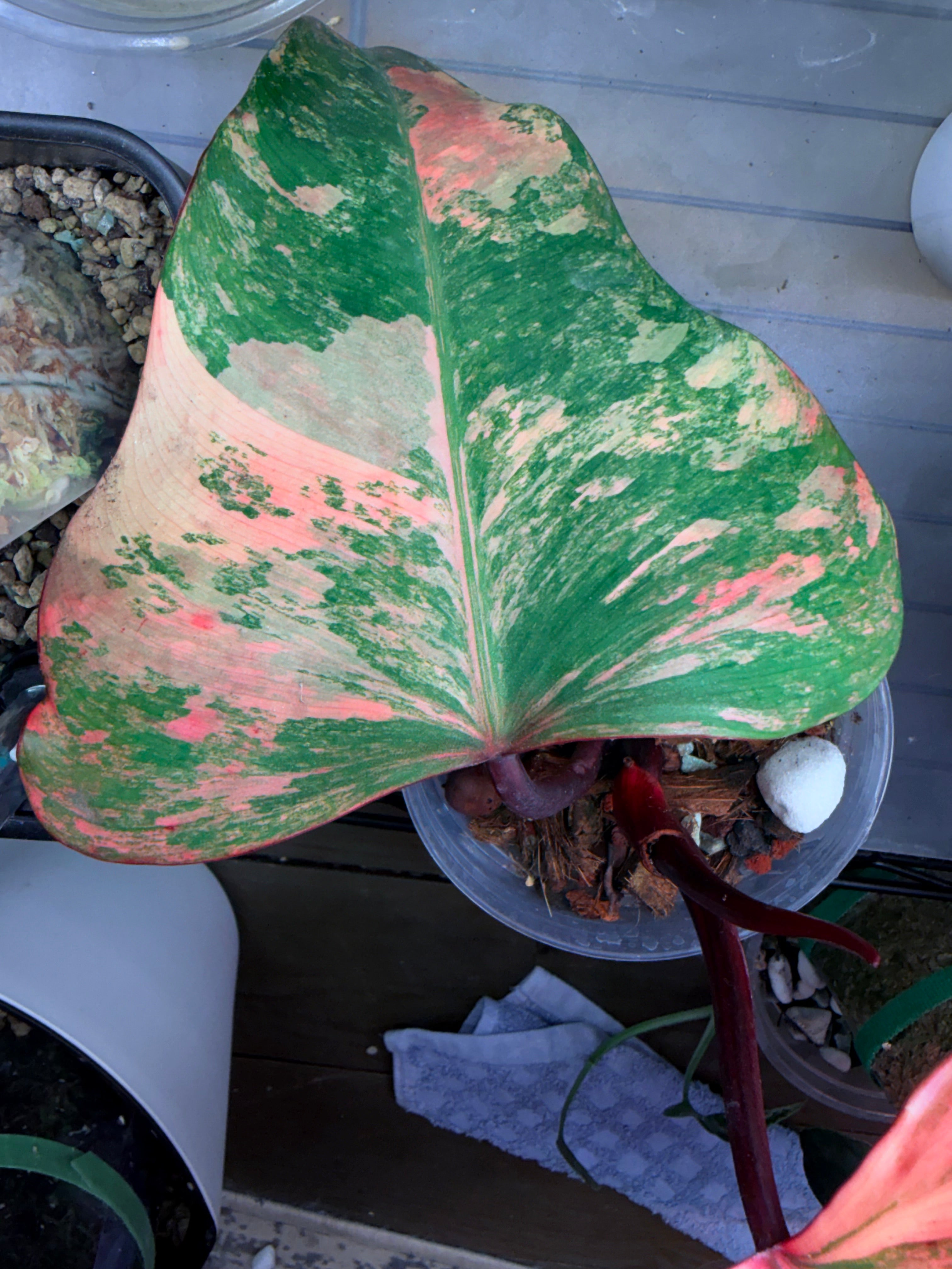 Philodendron 'Strawberry Shake'