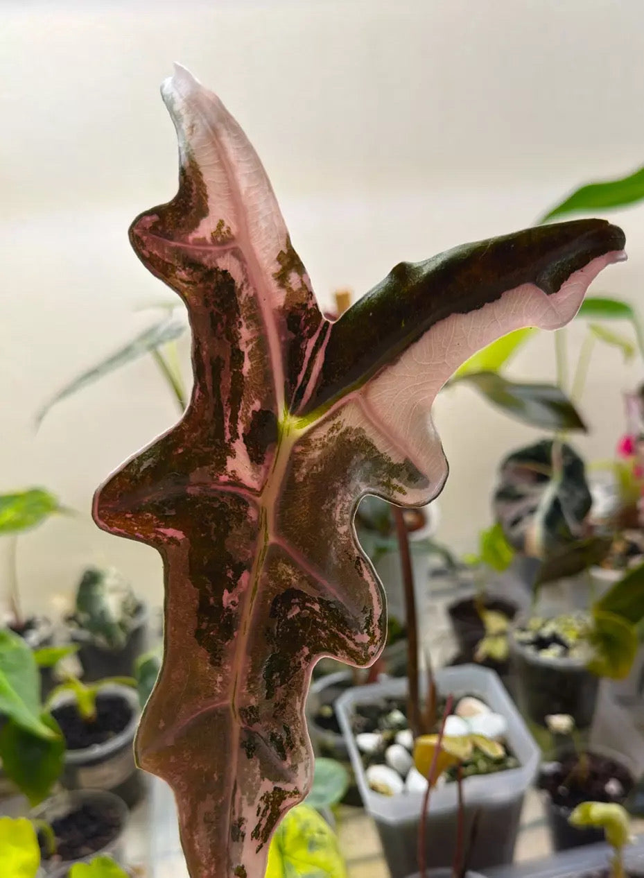 Alocasia Pink Nobilis “K” | Corm ONLY