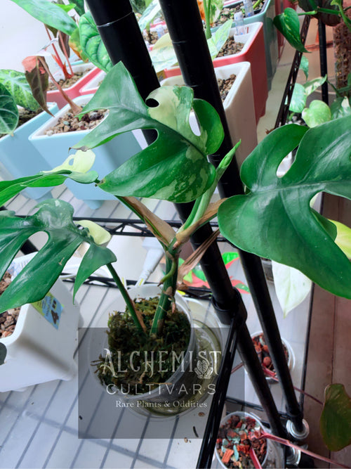 4in Raphidaphora Tetrasperma Aurea | Rooted cutting