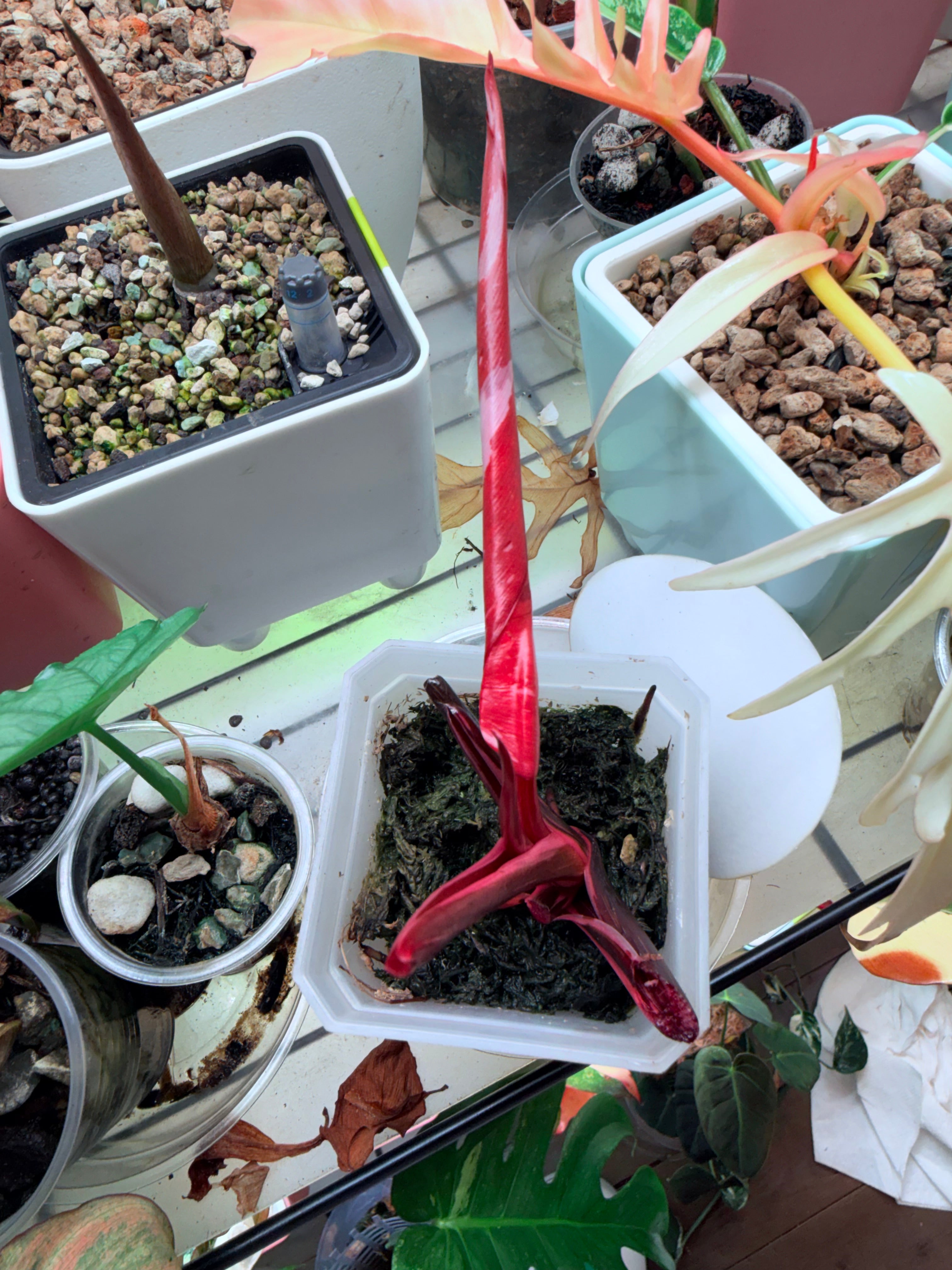 Highly Variegated Red Anderson | Established Cuttings