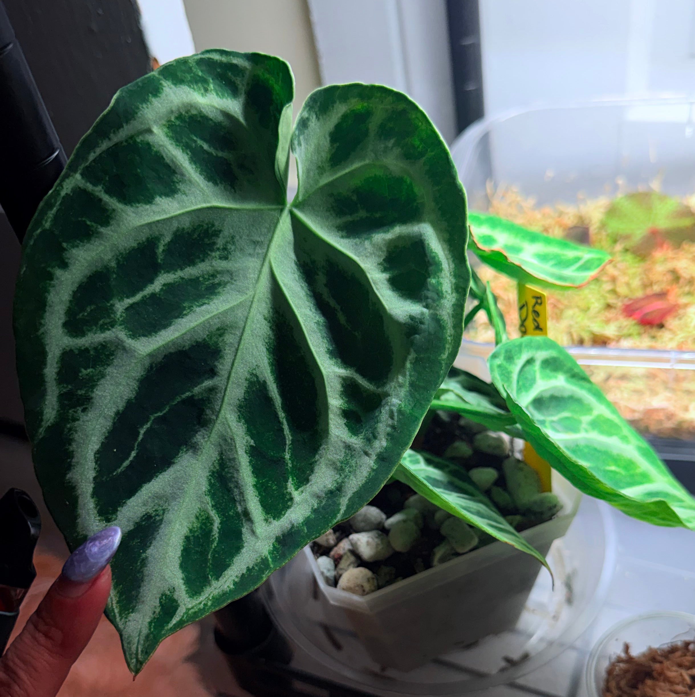 Anthurium Crystallinum pup