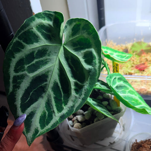 Anthurium Crystallinum pup