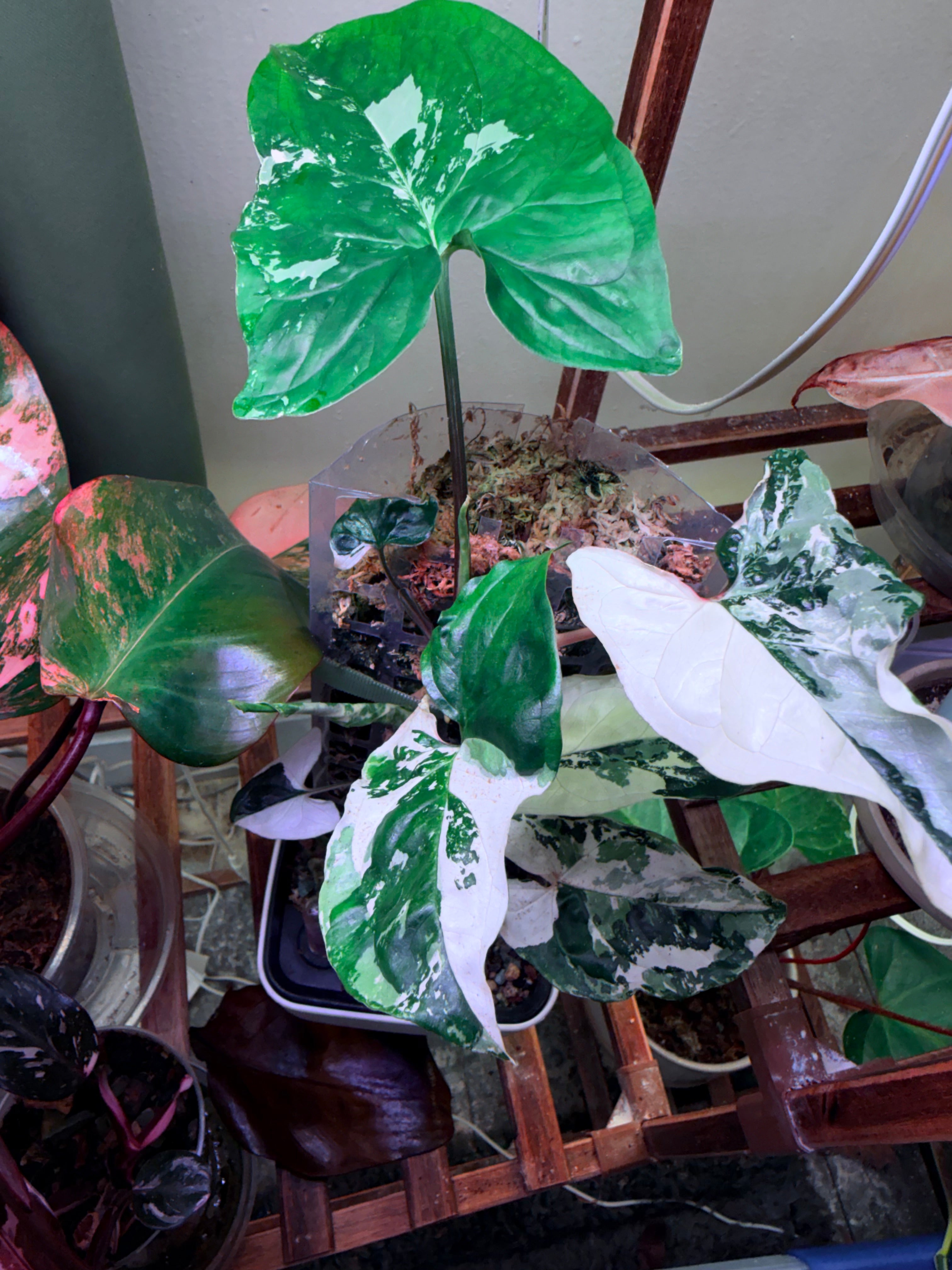 Syngonium 'Albo Variegatum'