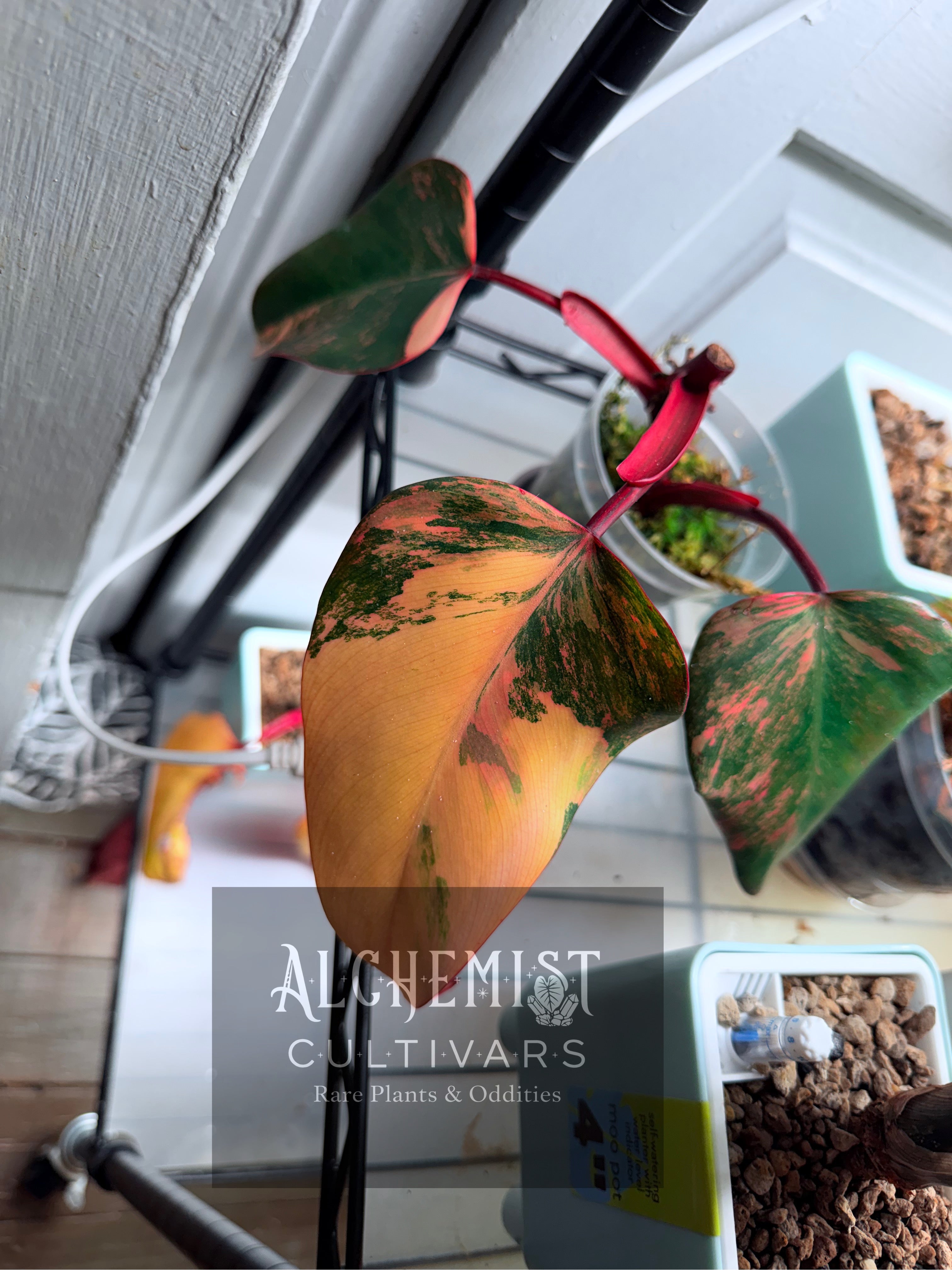 Philodendron 'Strawberry Shake'