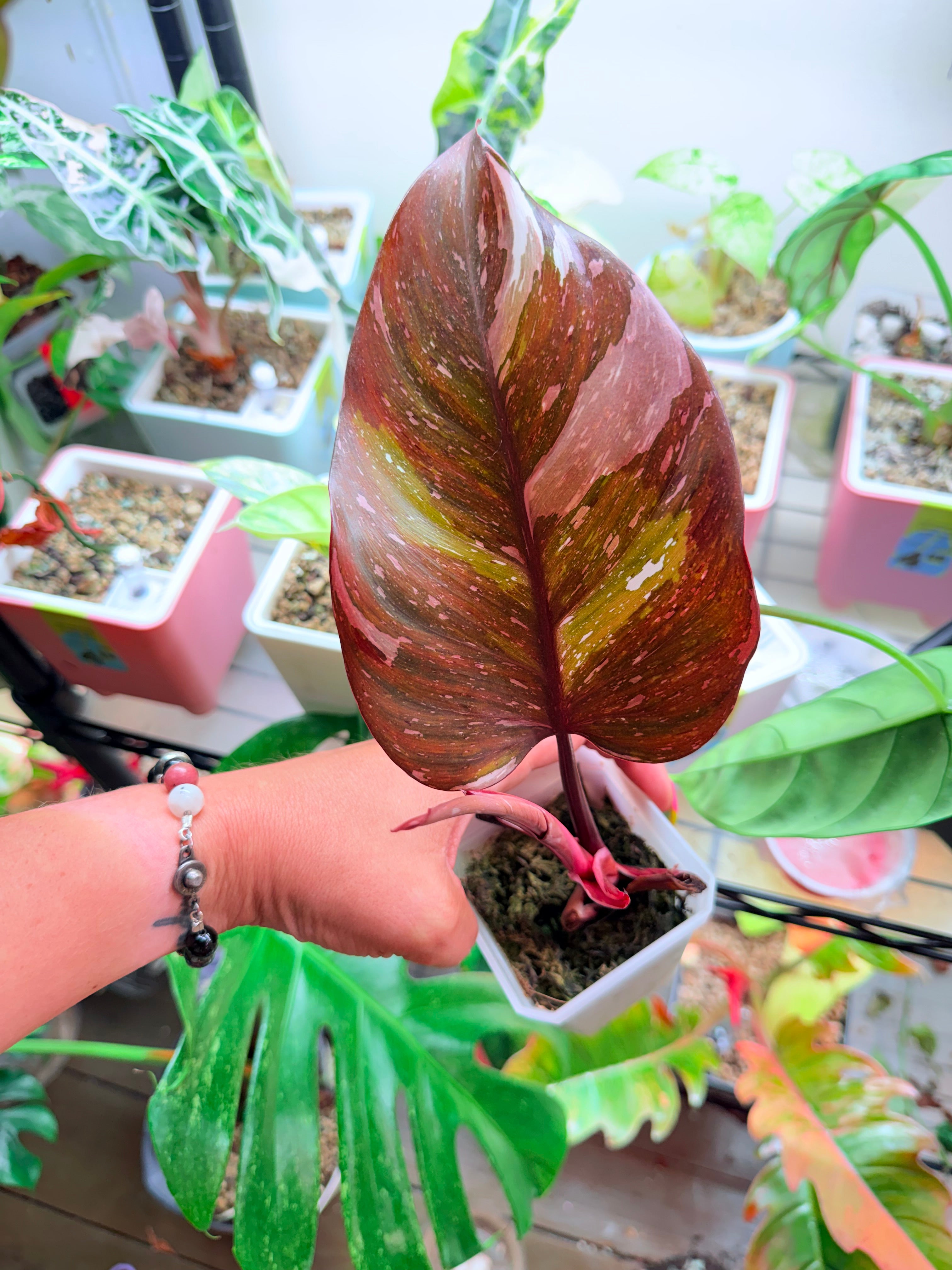 Highly Variegated Red Anderson | Established Cuttings