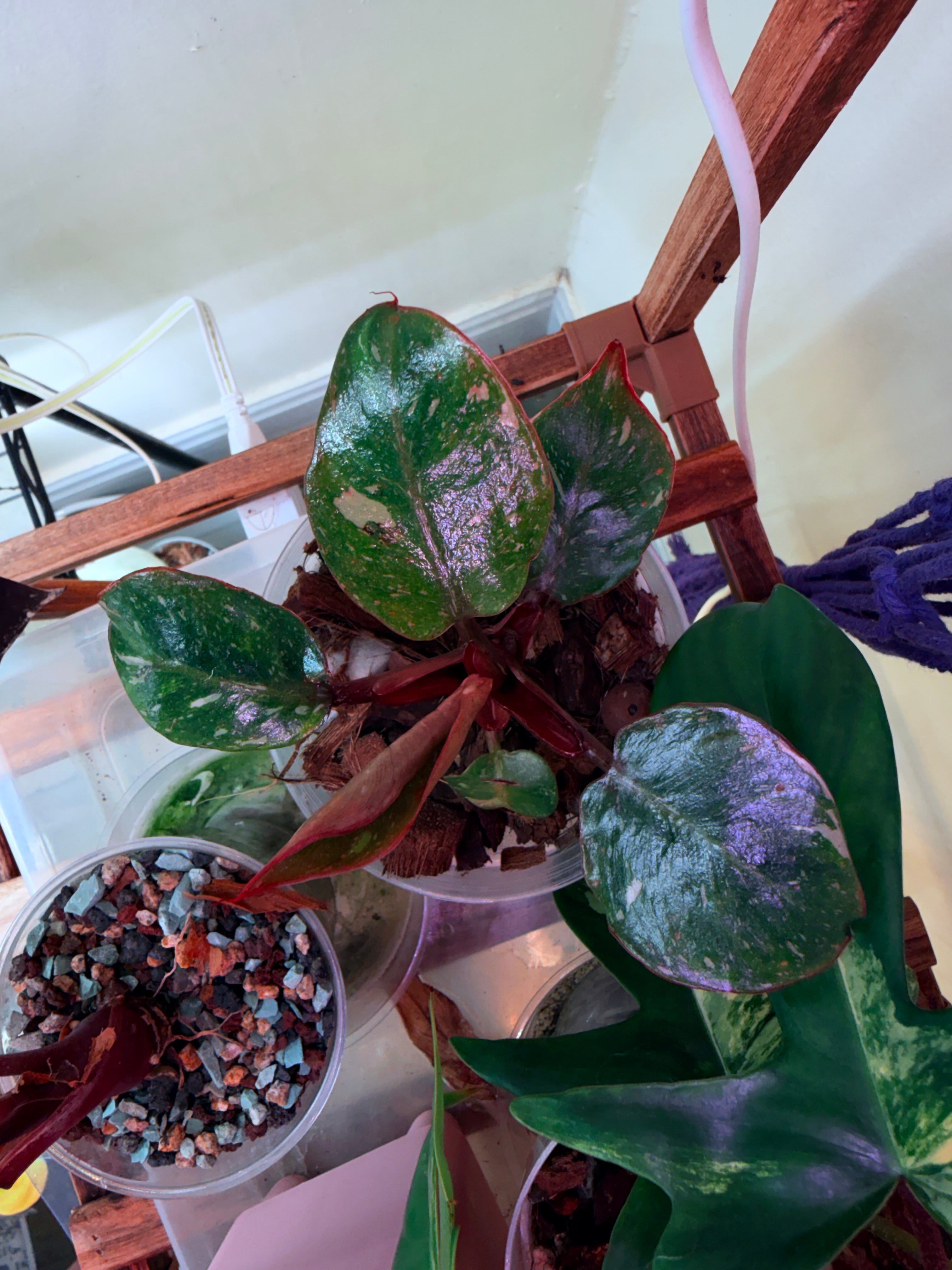 Philodendron White Knight