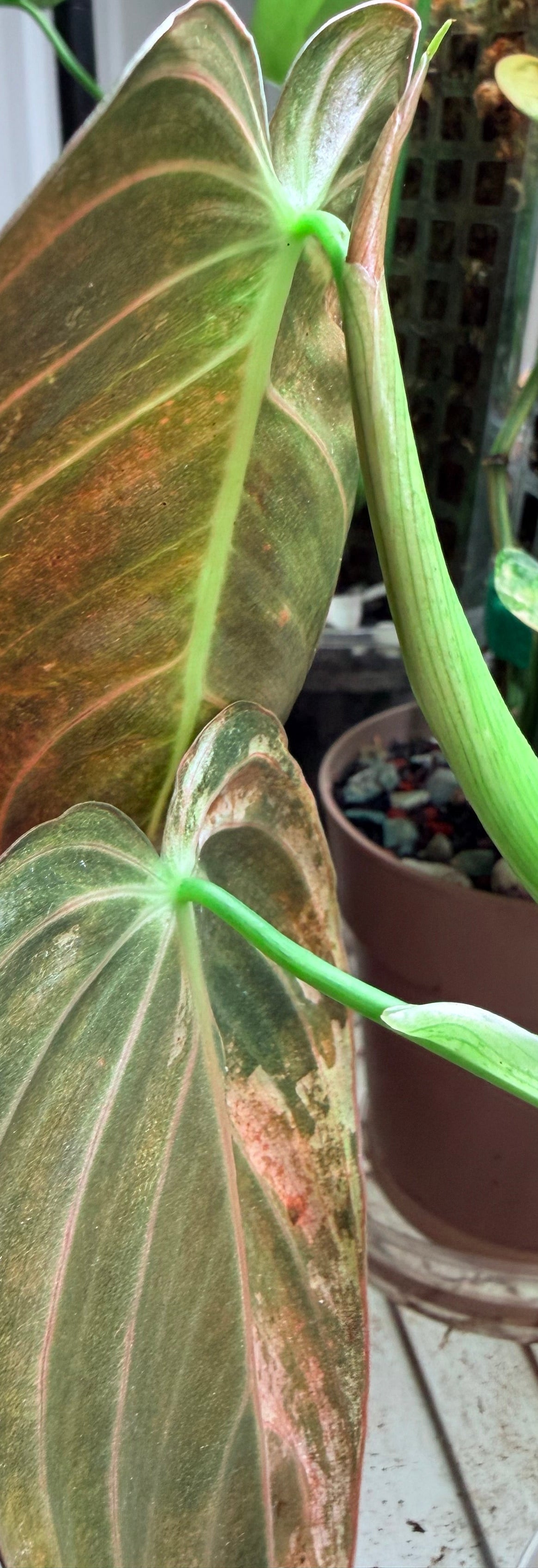 Philodendron Melanochrysum | Orange/Bronze Variegated established cutting
