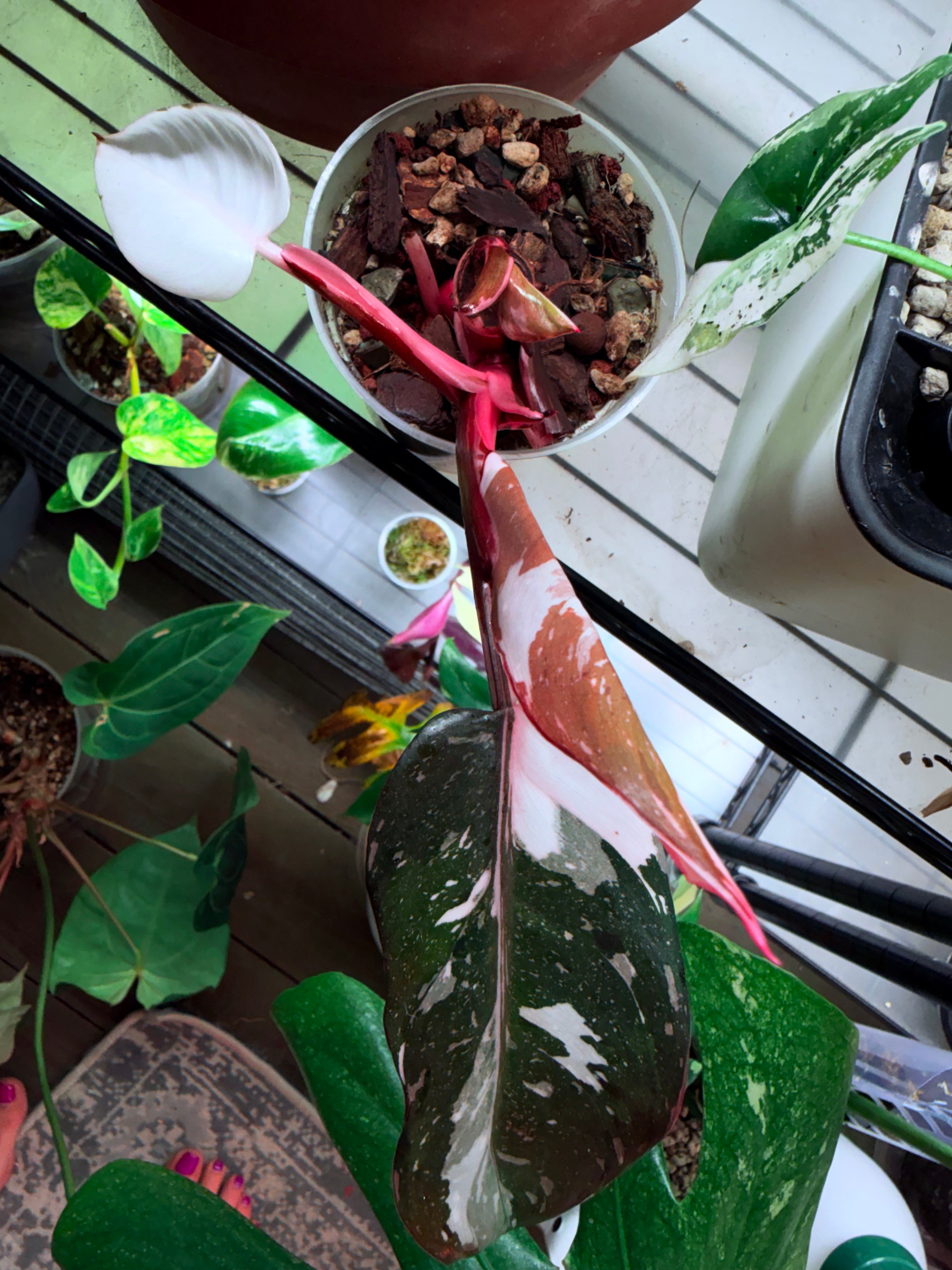 Highly Variegated Red Anderson | Established Cuttings