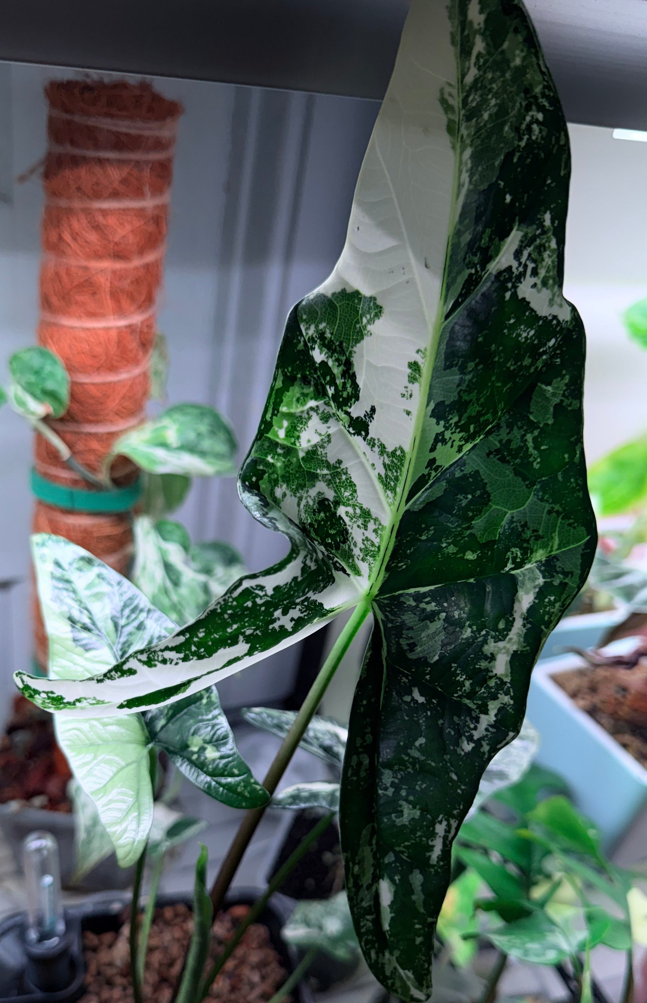 Variegated Simpo Albo Alocasia | Corm ONLY