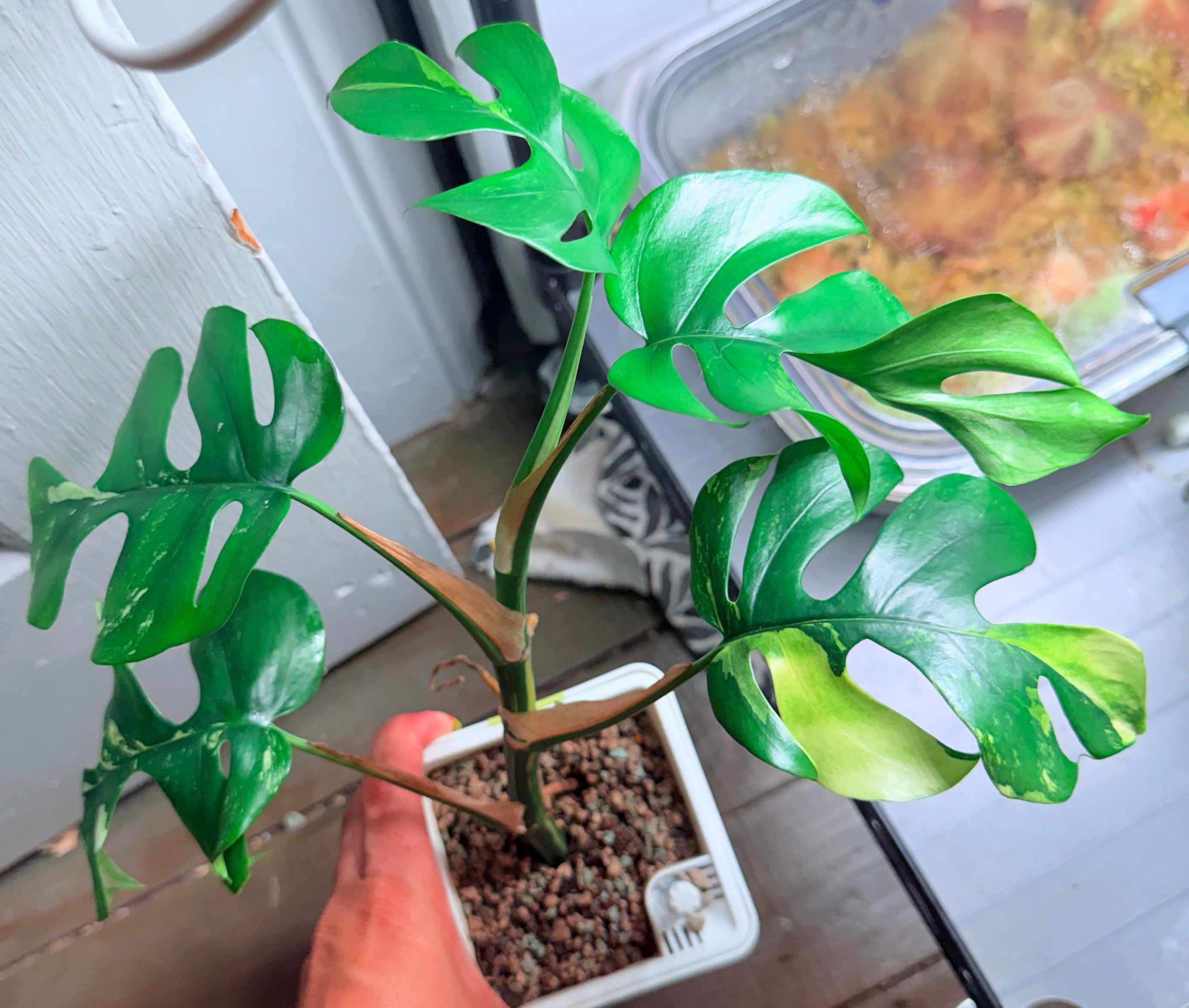 Raphidaphora Tetrasperma Aurea