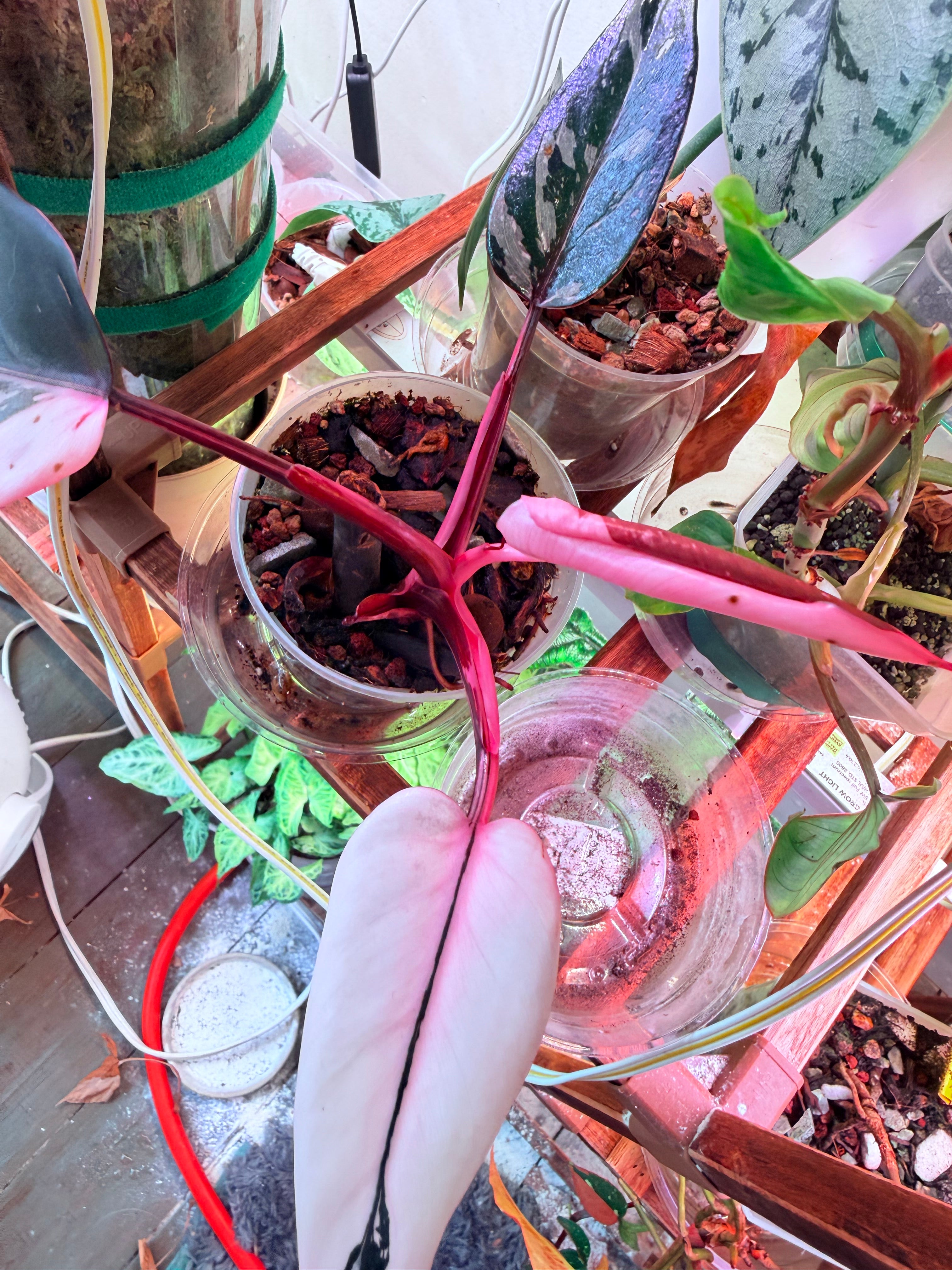 Highly Variegated Red Anderson | Established Cuttings